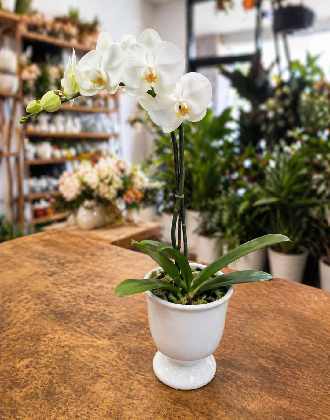 Beautiful Potted Orchid - The elegant dance of phalaenopsis orchids takes center stage in this clean arrangement, presented in a ceramic pot to compliment the orchids color.  Orchids may vary in color &amp; style, the designer will choose the best quality orchid for your order.  
