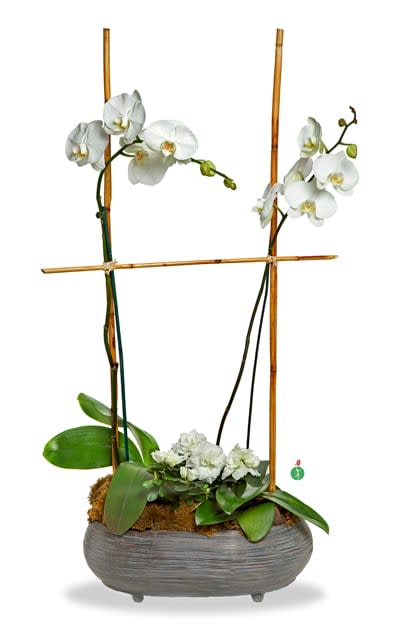 Two double White Orchid Plants - What’s better than one white phalaenopsis orchid? Four stems of these beautiful orchid plants, nestled side by side in a pot, along with a blooming white azalea plant. An elegant presentation, and an appropriate gift for any occasion. Available in many colors.