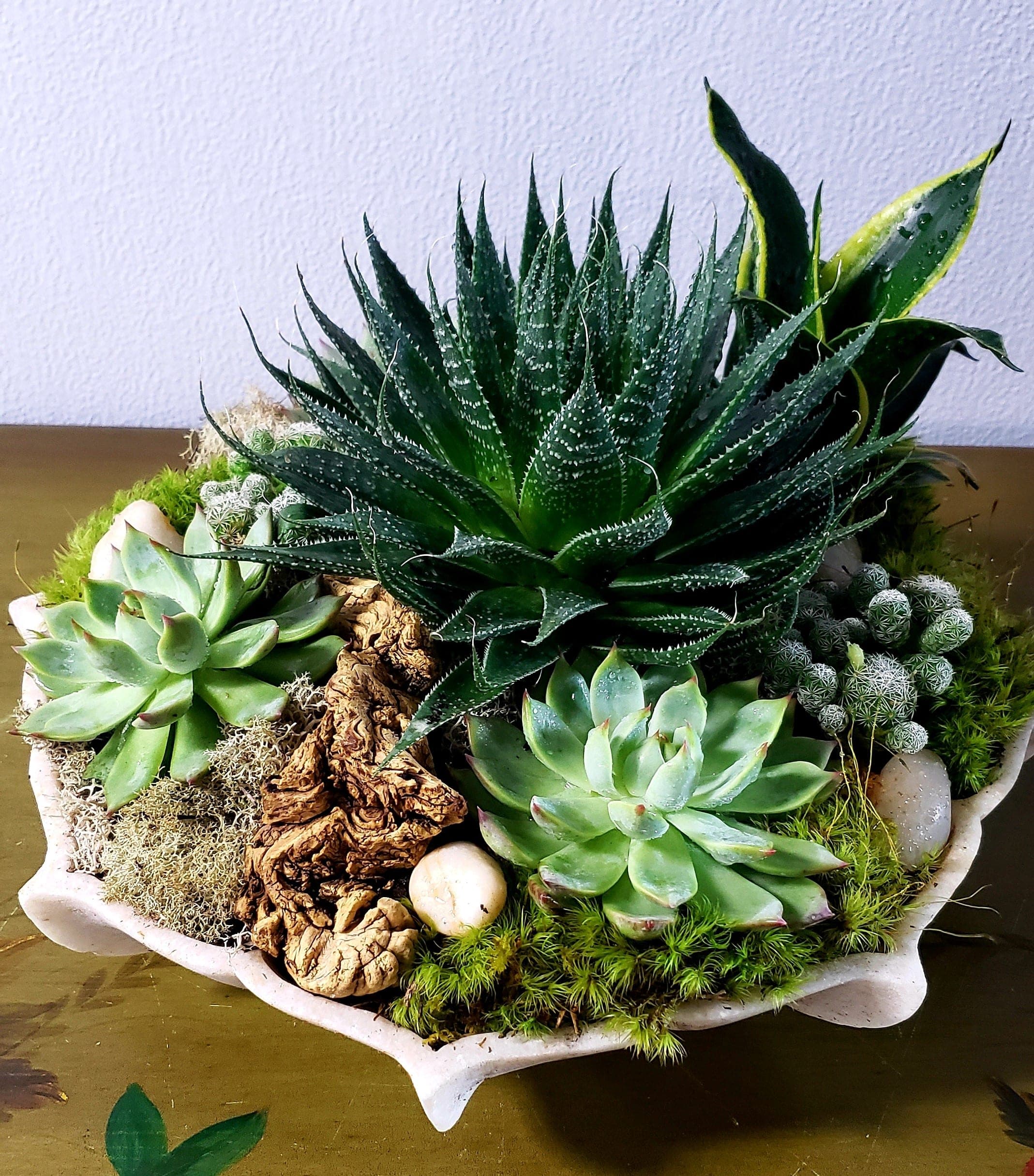 Succulent arrangement in a shallow white bowl with moss and stones