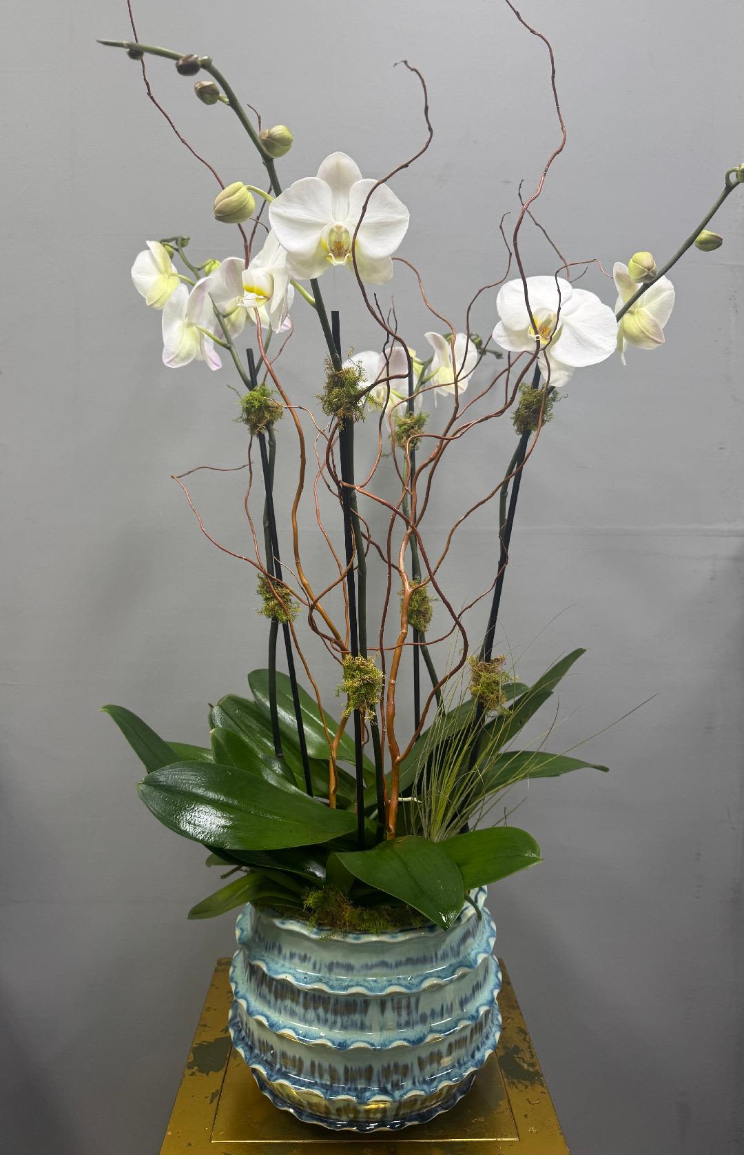 White orchids in a blue ceramic vase with curly branches