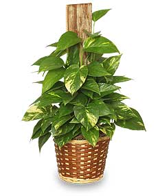 Potted pothos plant in a woven basket with a wooden support