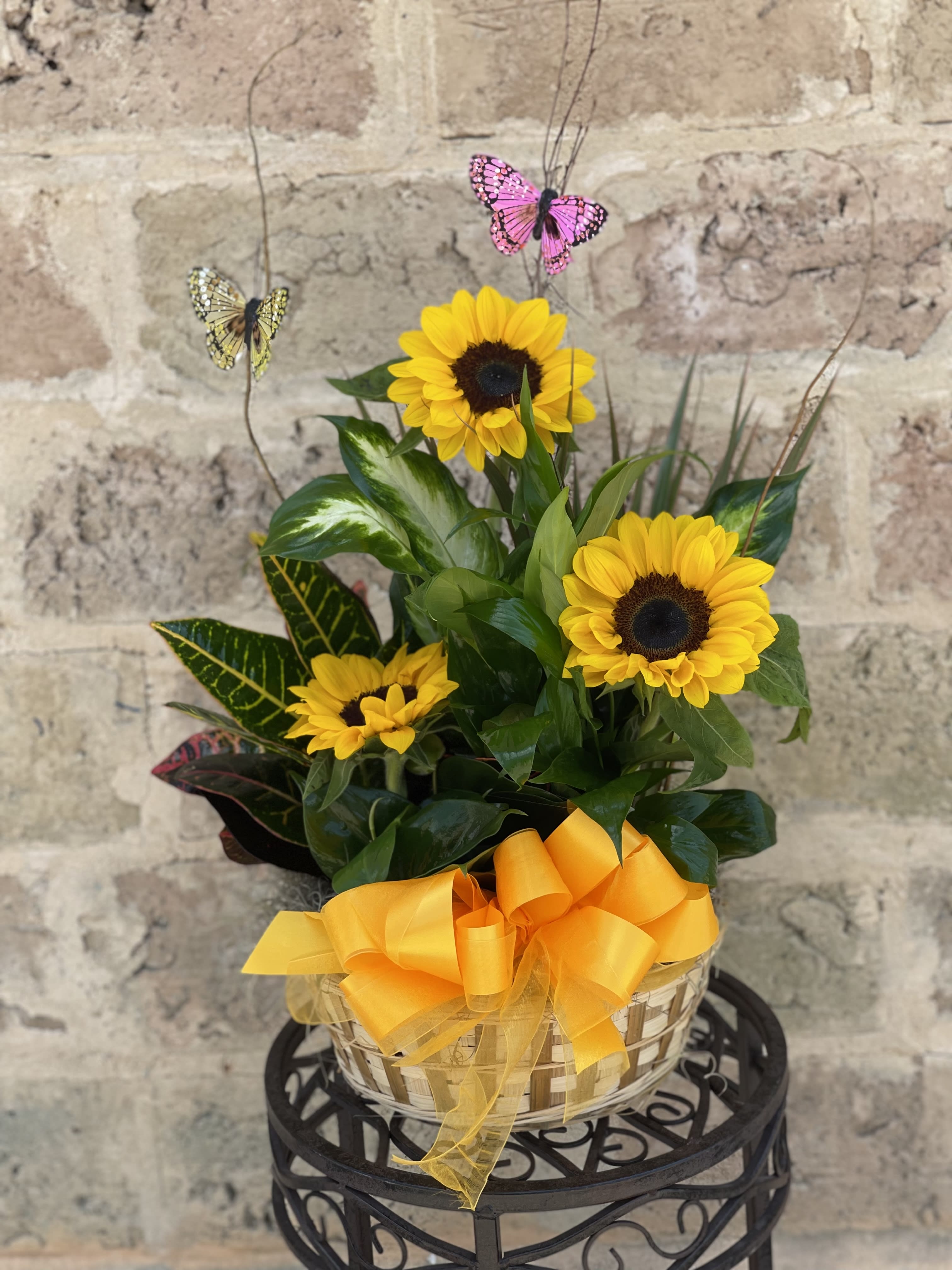 Sunshine Splendor Dish Garden - Bring the outdoors in with this lush green potted garden. Arranged in a low basket, the assortment of living potted plant with a sunshine splendor touch of fresh cut Sunflowers. Perfect for any occasion. 