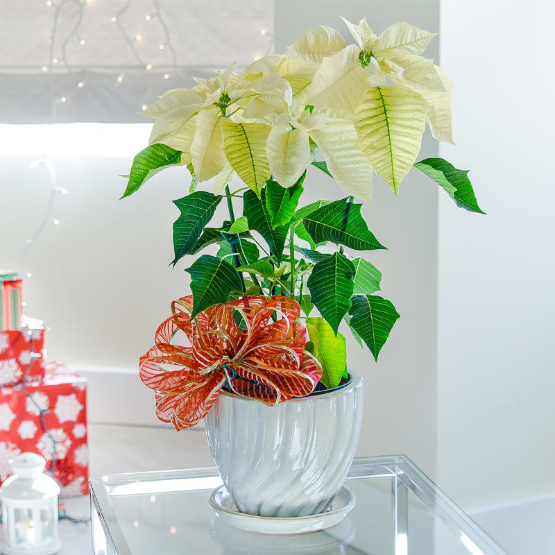 White Poinsettia Plant - The star-shaped blooms of the poinsettia plant are an enduring symbol of the holiday season. Warm the homes of your loved ones with the color and sentiment of the season of giving. Container and decorative bow may vary.     Poinsettia Care Tip: Water regularly and drain well to avoid excess moisture.