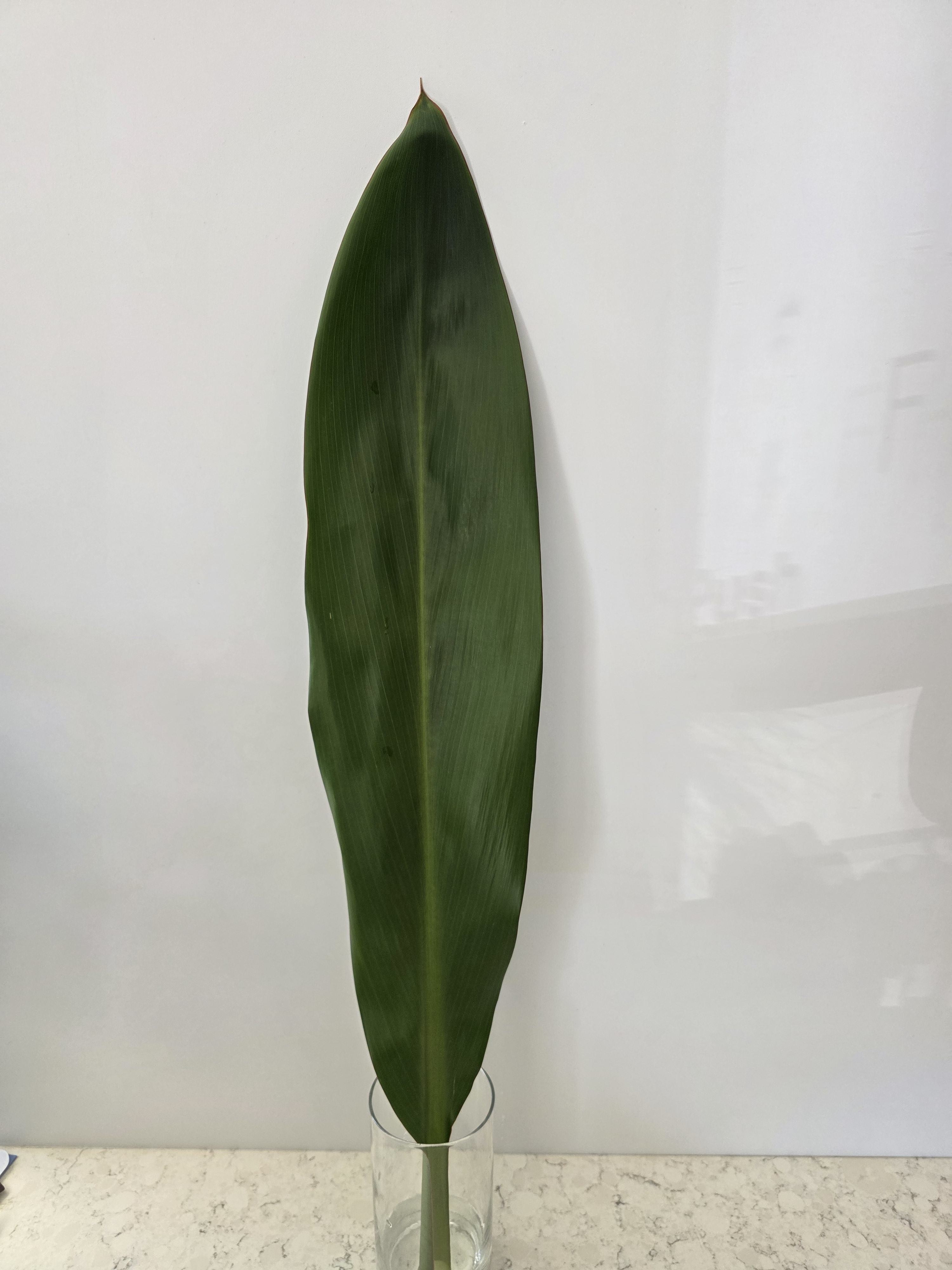 Single large green tropical leaf in a clear glass vase