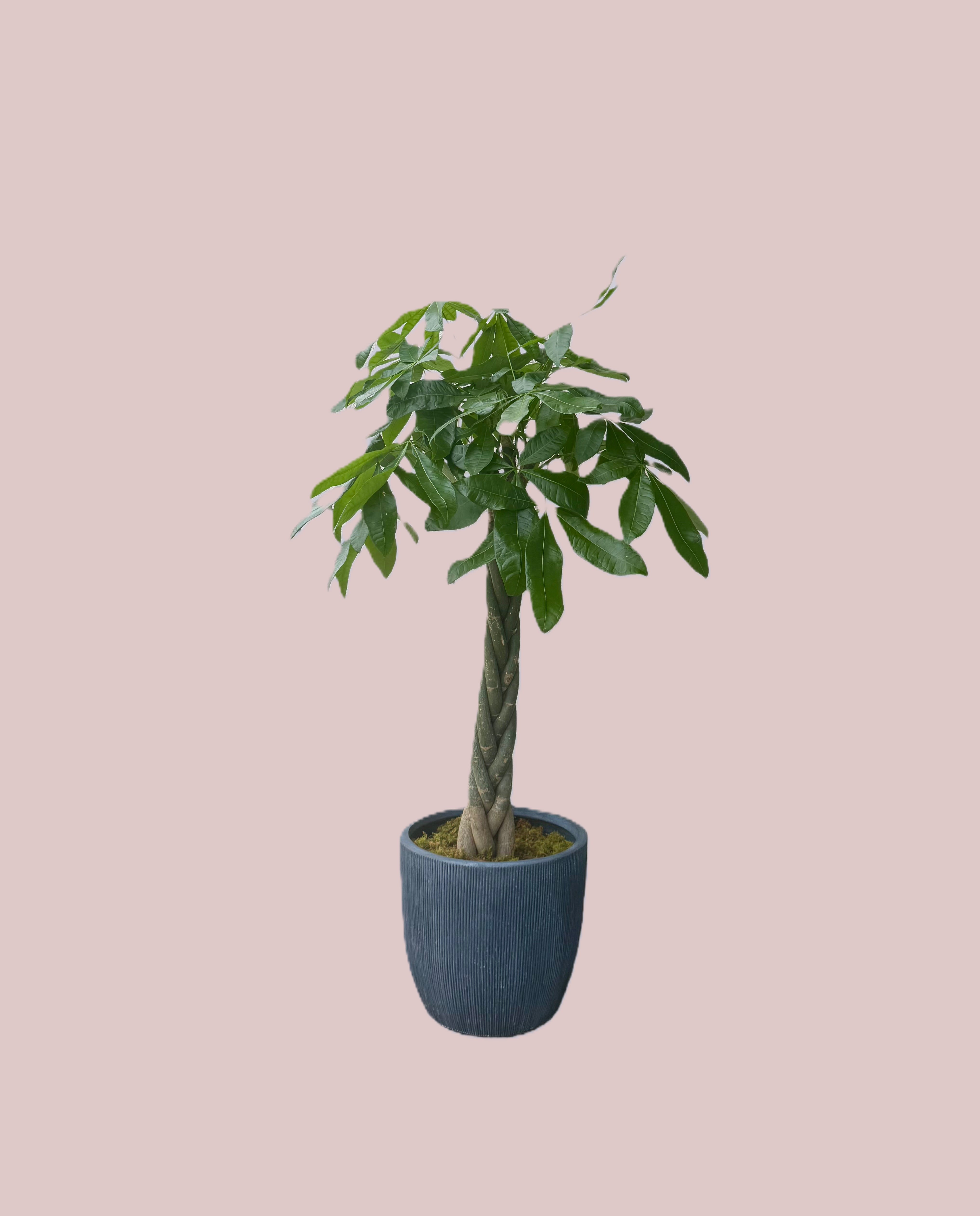 Money Tree 14 inch pot  - 14 inch pot Money Tree in a container