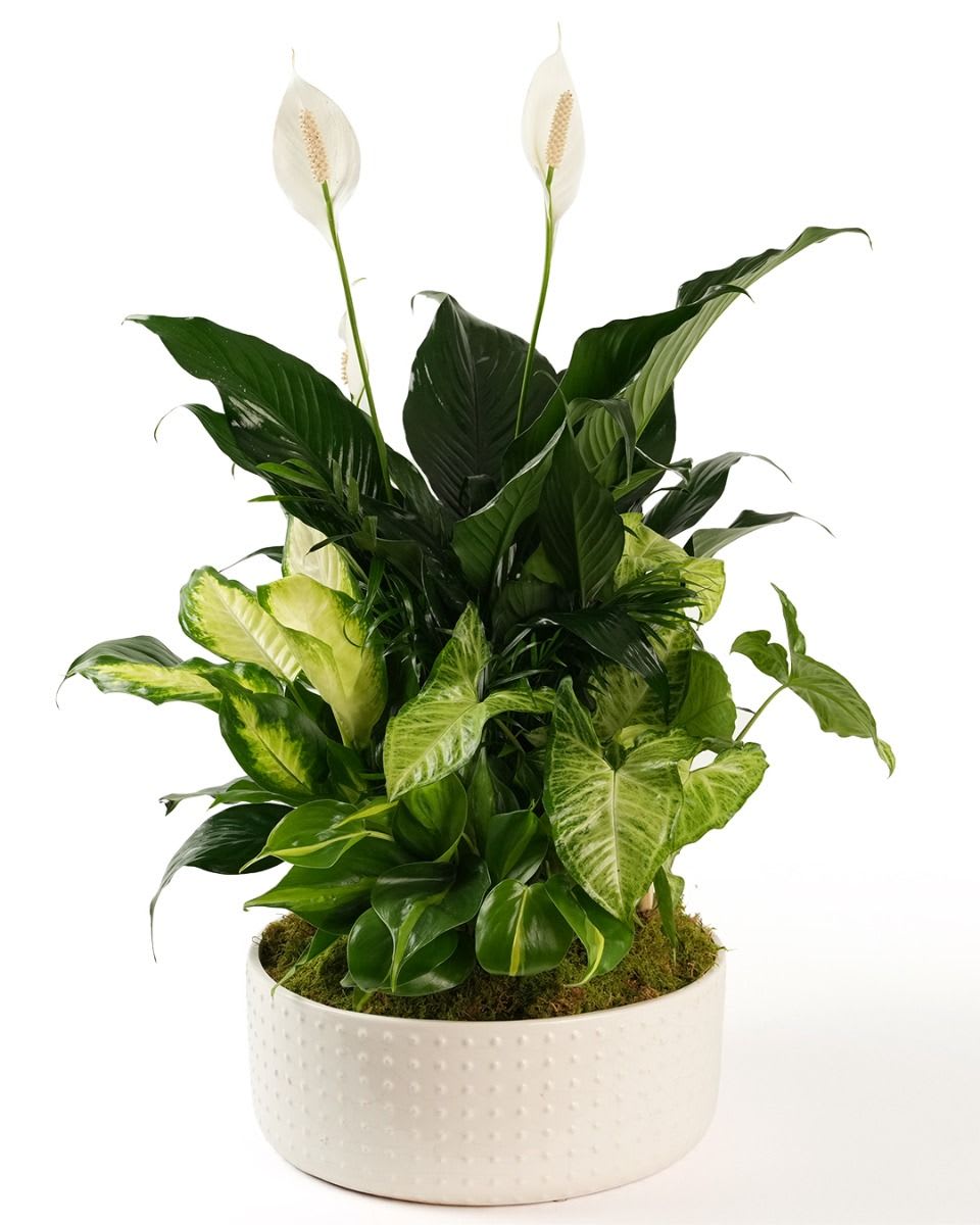Potted peace lily arrangement with white blooms and mixed green foliage