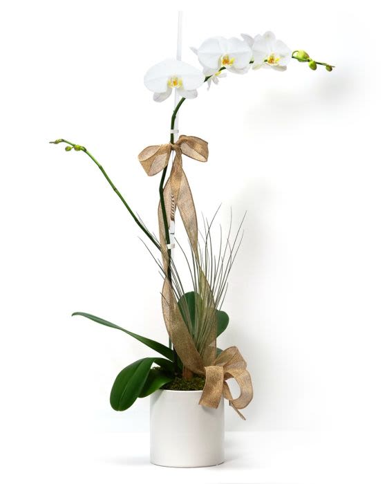 Potted white orchid plant with gold ribbon in a white container
