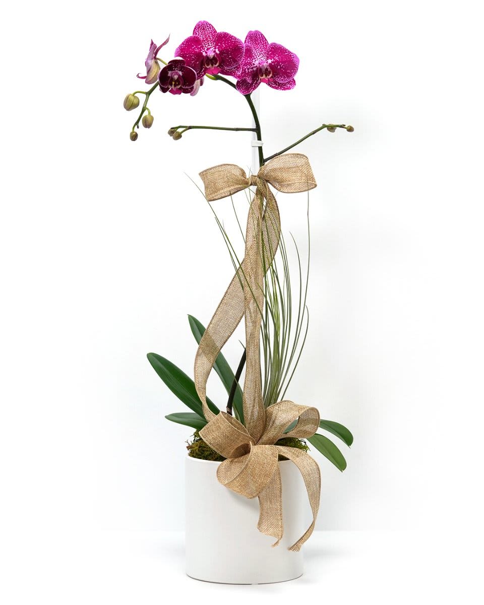 Potted magenta orchid with gold ribbon in a white ceramic container