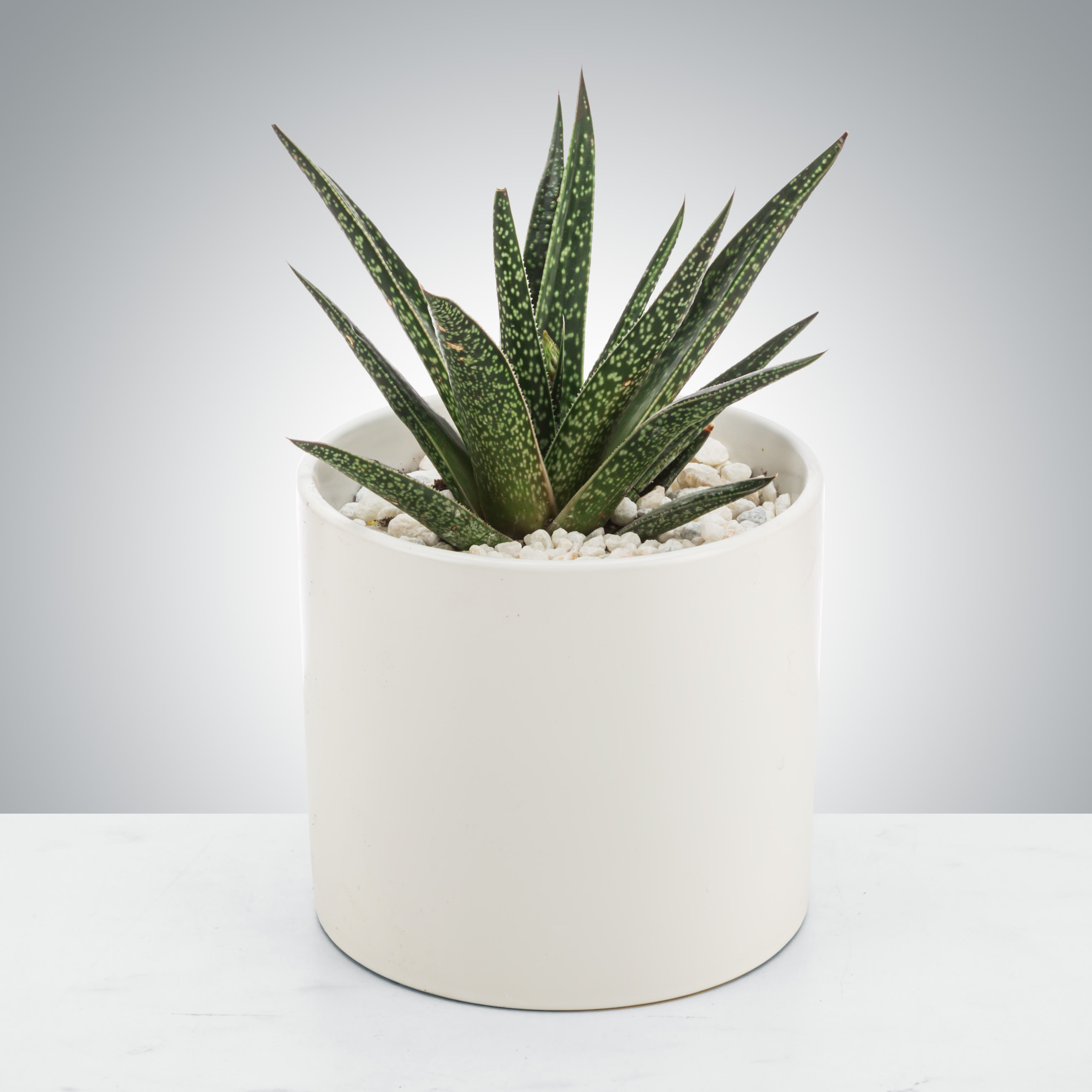 Small spiky succulent plant in a white ceramic pot filled with white pebbles