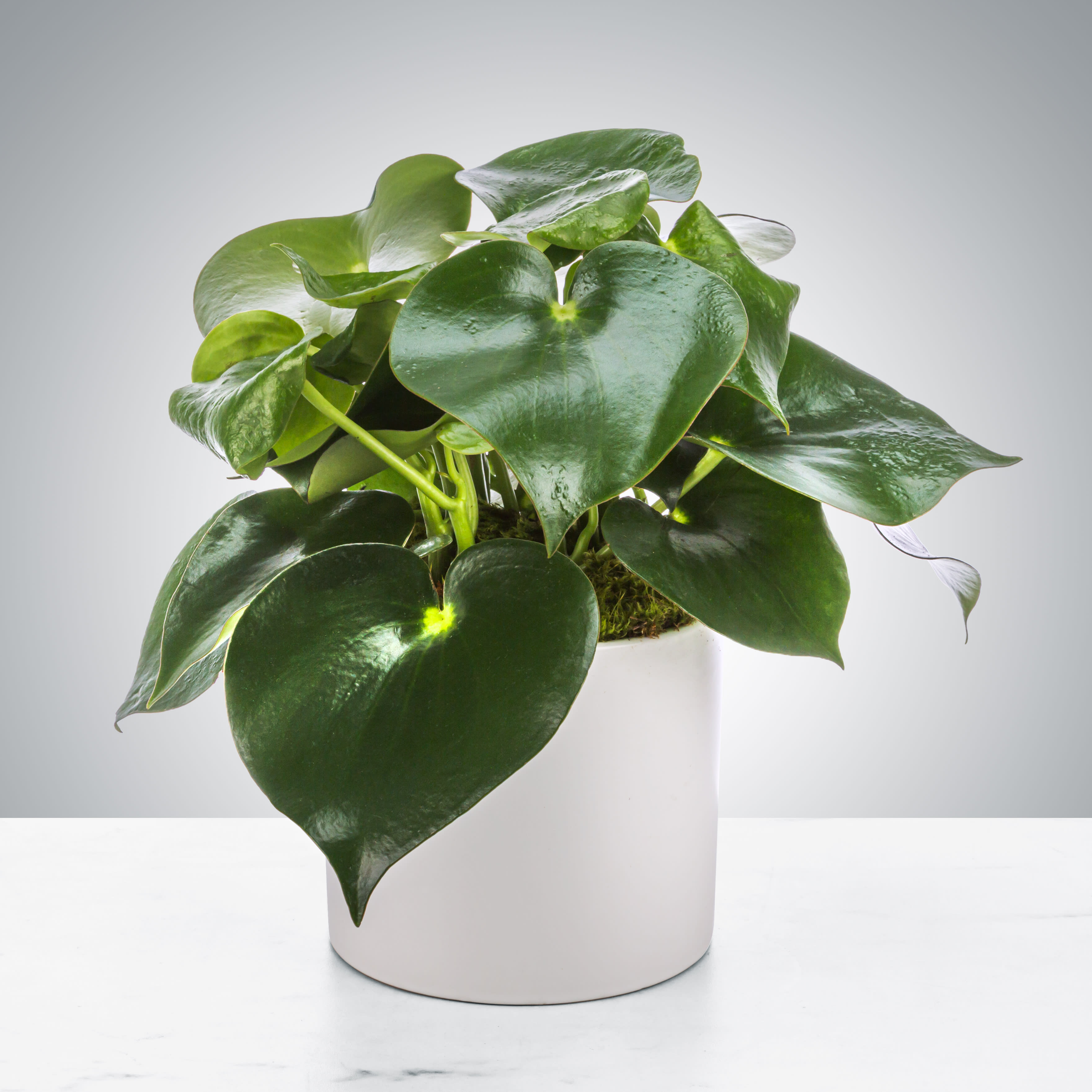 Potted plant with glossy dark green heart-shaped leaves in a white ceramic pot