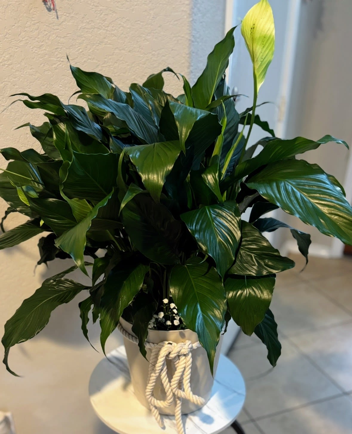 Elegant Green Peace LILY plant - A beautiful Peace Lily (Spathiphyllum) plant featuring rich green leaves and elegant white blooms, presented in a decorative container with a soft rustic accent. Carefully selected by Snyder Flowers San Antonio, this plant offers a timeless, natural look perfect for any space.   Same-day delivery in San Antonio ️ Ideal for sympathy, get well, or home décor  Fresh, long-lasting, and easy to care for  A perfect choice for those searching for peace lily plants in San Antonio, sympathy plants, and same day delivery gifts.