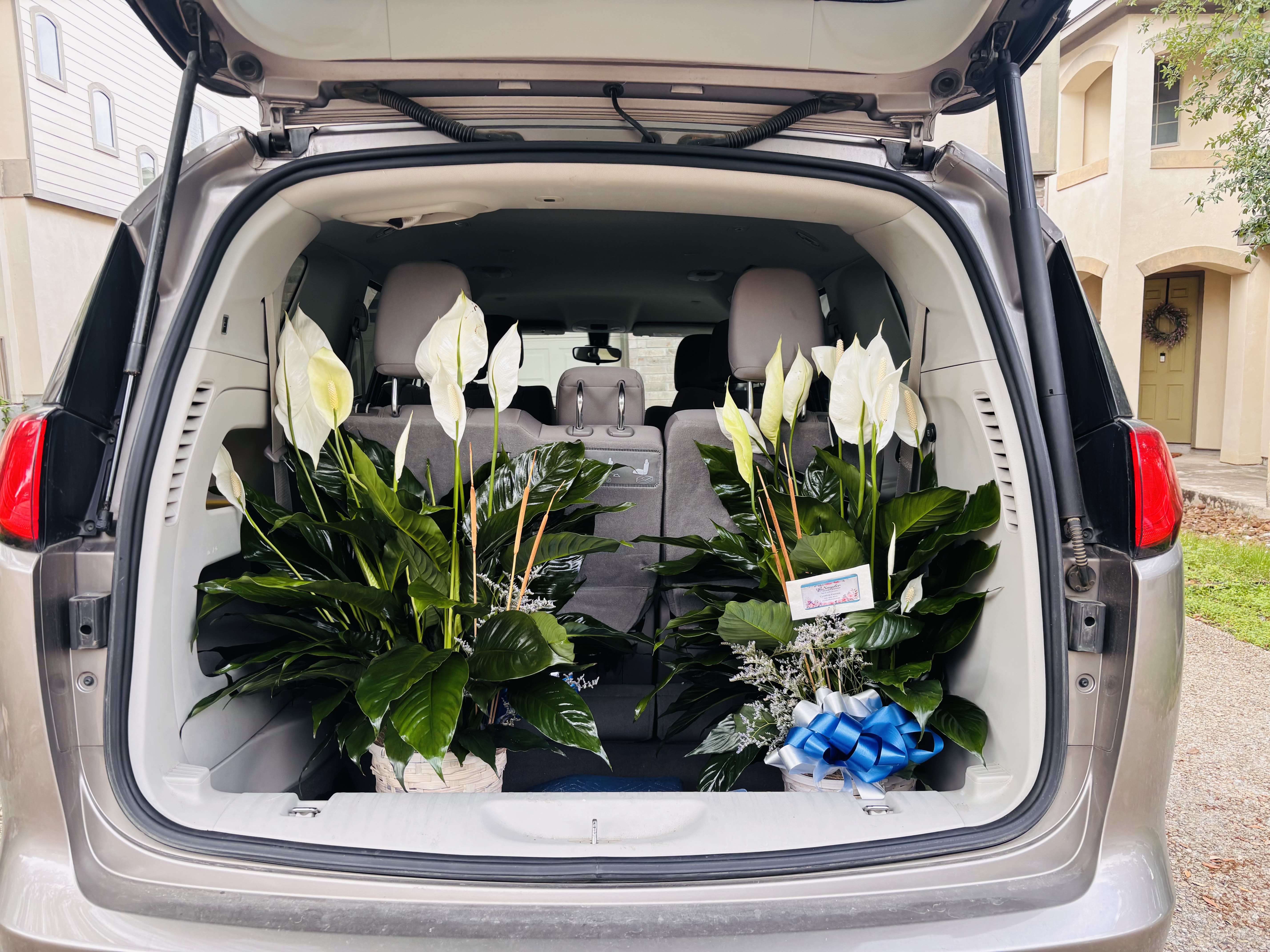 Peace Lily Sympathy Plant Delivery - A beautiful peace lily plant delivery in San Antonio featuring lush green foliage and elegant white blooms (Spathiphyllum), designed in a decorative container with ribbon and natural accents. Handcrafted and prepared by Snyder Flowers San Antonio, this living plant is a meaningful and lasting gift perfect for sympathy, funerals, memorials, condolences, or thoughtful occasions.   A long-lasting sympathy plant that brings peace, comfort, and natural beauty to any space.  We proudly offer same-day plant delivery in San Antonio with healthy premium plants and exceptional customer service.  Elegant plant arrangements designed with care, freshness, and a professional presentation.  Serving Stone Oak, Medical Center, Alamo Heights, Cibolo, Universal City, Live Oak, Helotes, Castle Hills, Shavano Park, and Downtown San Antonio.  Looking for a trusted florist in San Antonio, same day sympathy plant delivery, or peace lily near you? Snyder Flowers offers beautiful live plants and sympathy arrangements delivered fresh and ready to comfort your loved ones.