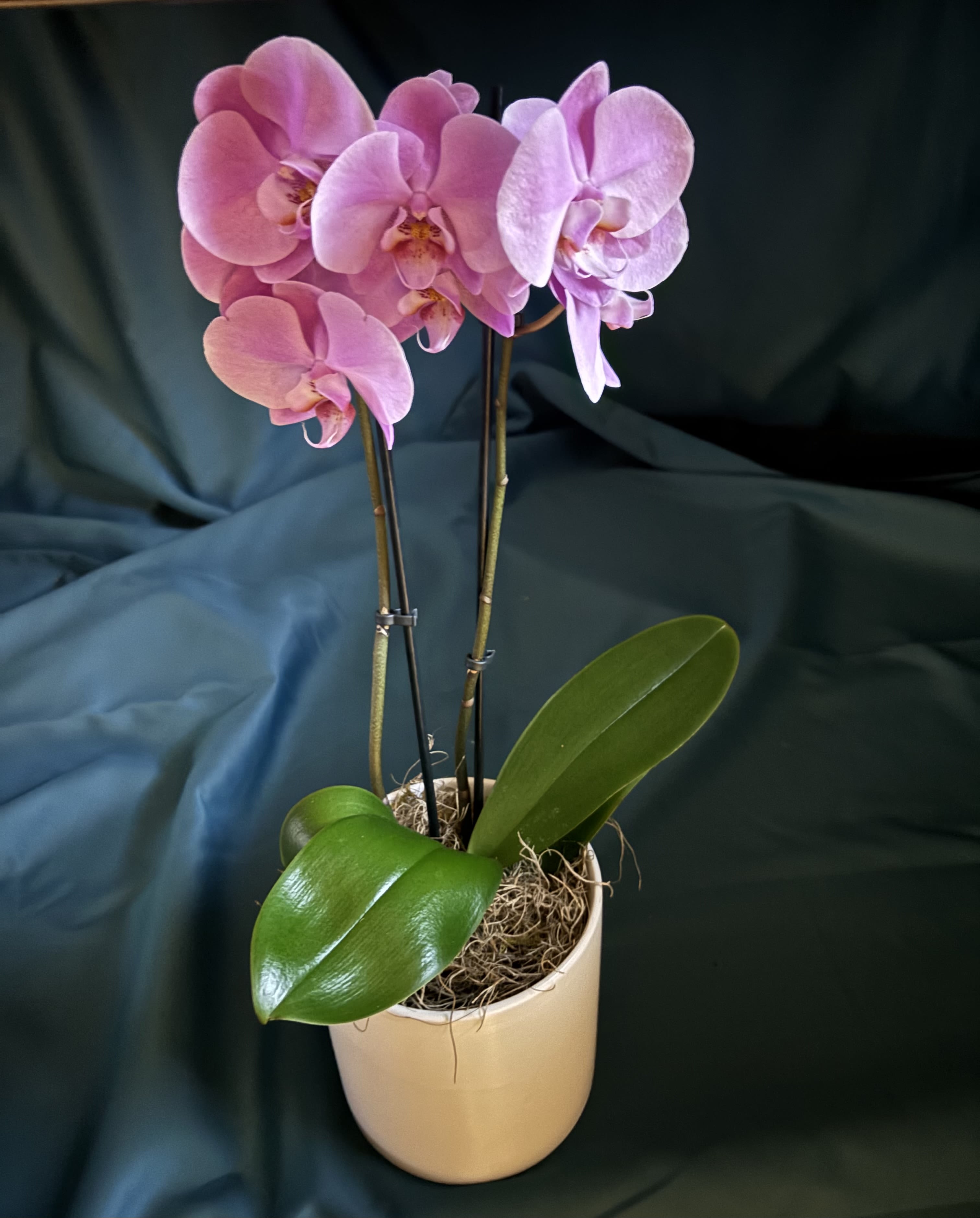 Potted pink orchid plant with multiple blooms in a cream ceramic container