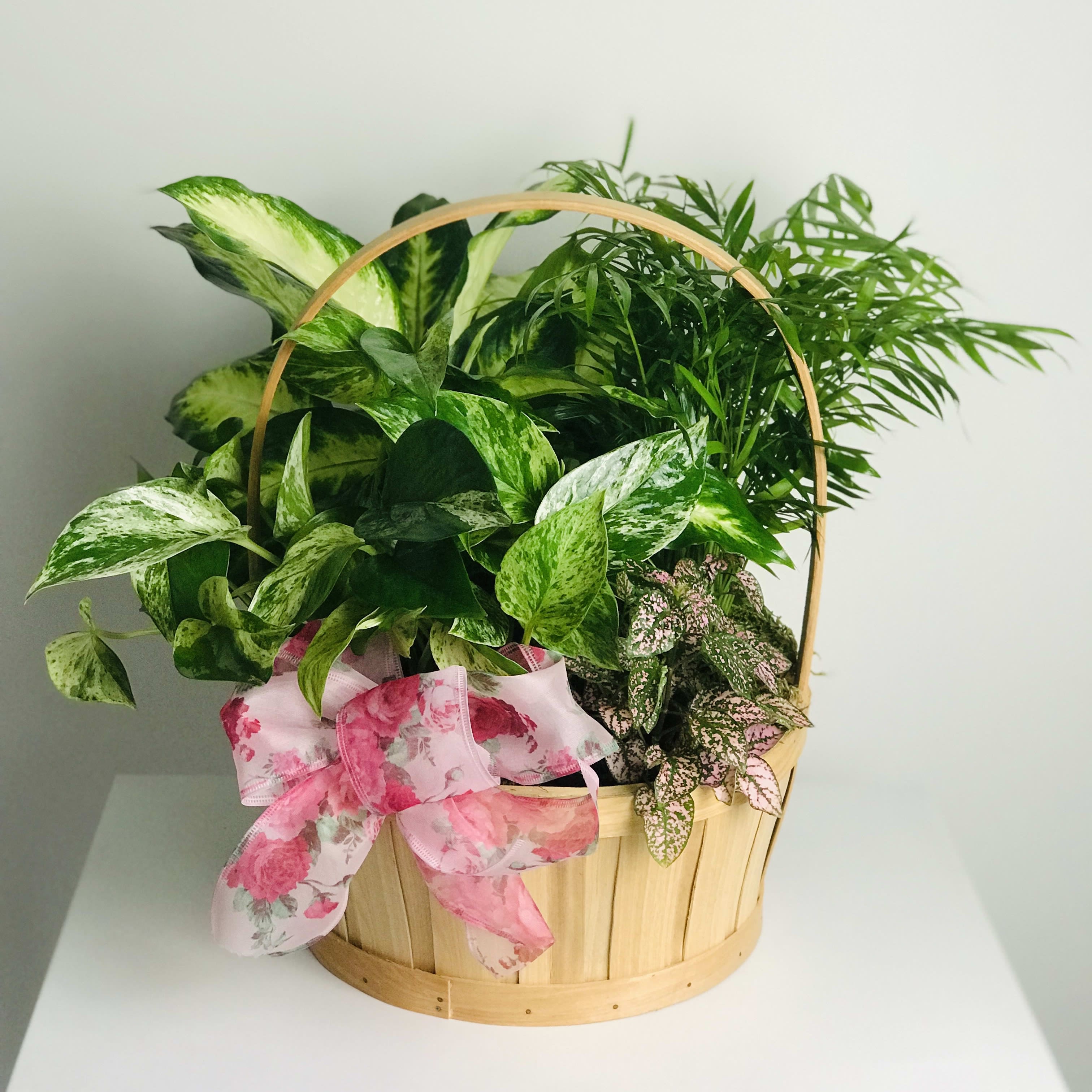 Garden Plant Basket - Carry this garden anywhere! It's overflowing with potted green plants that gives the recipient the option to plant in their own container or leave in the accompanied basket.