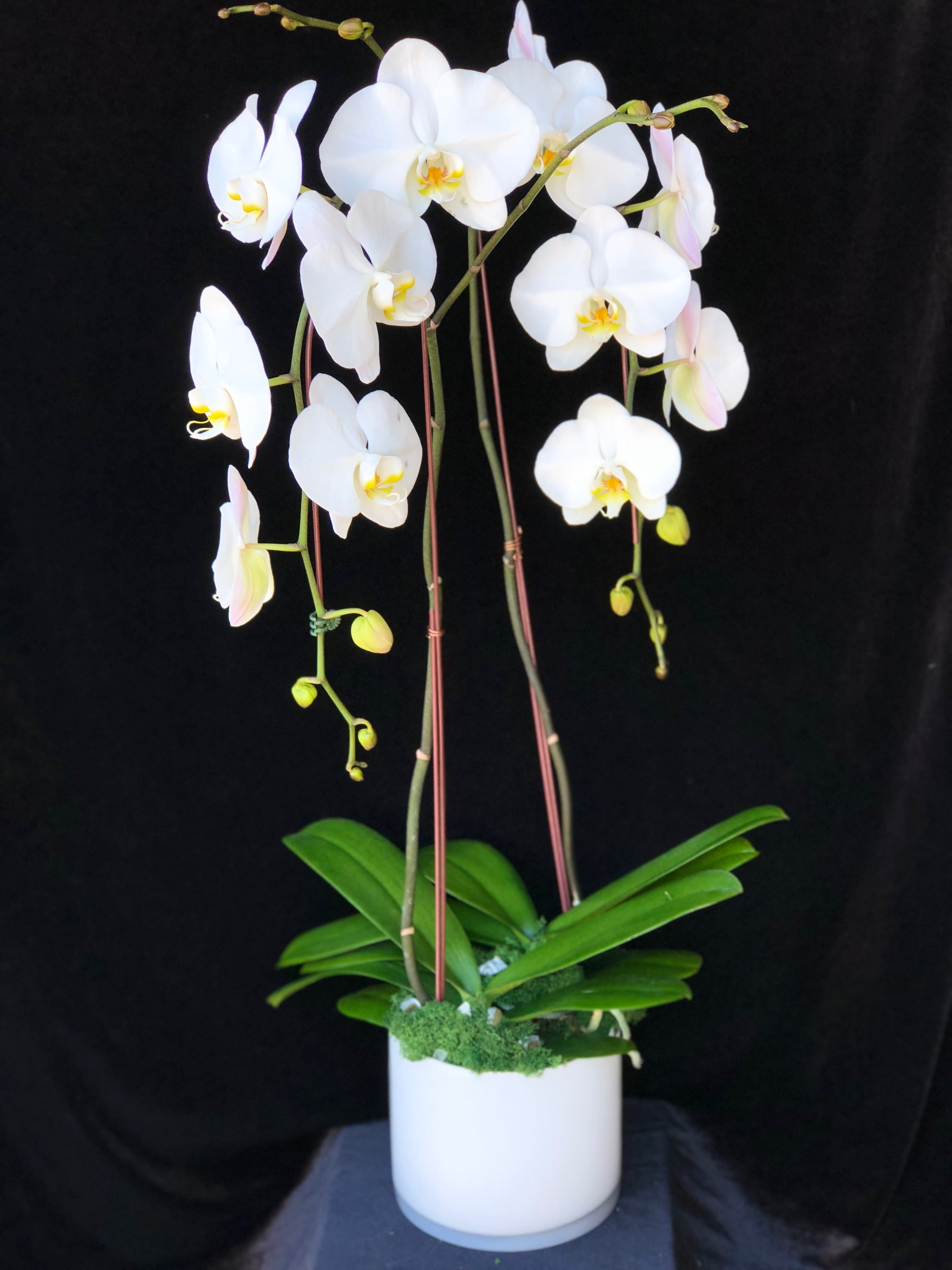 White orchid plant in a white pot with long arching stems