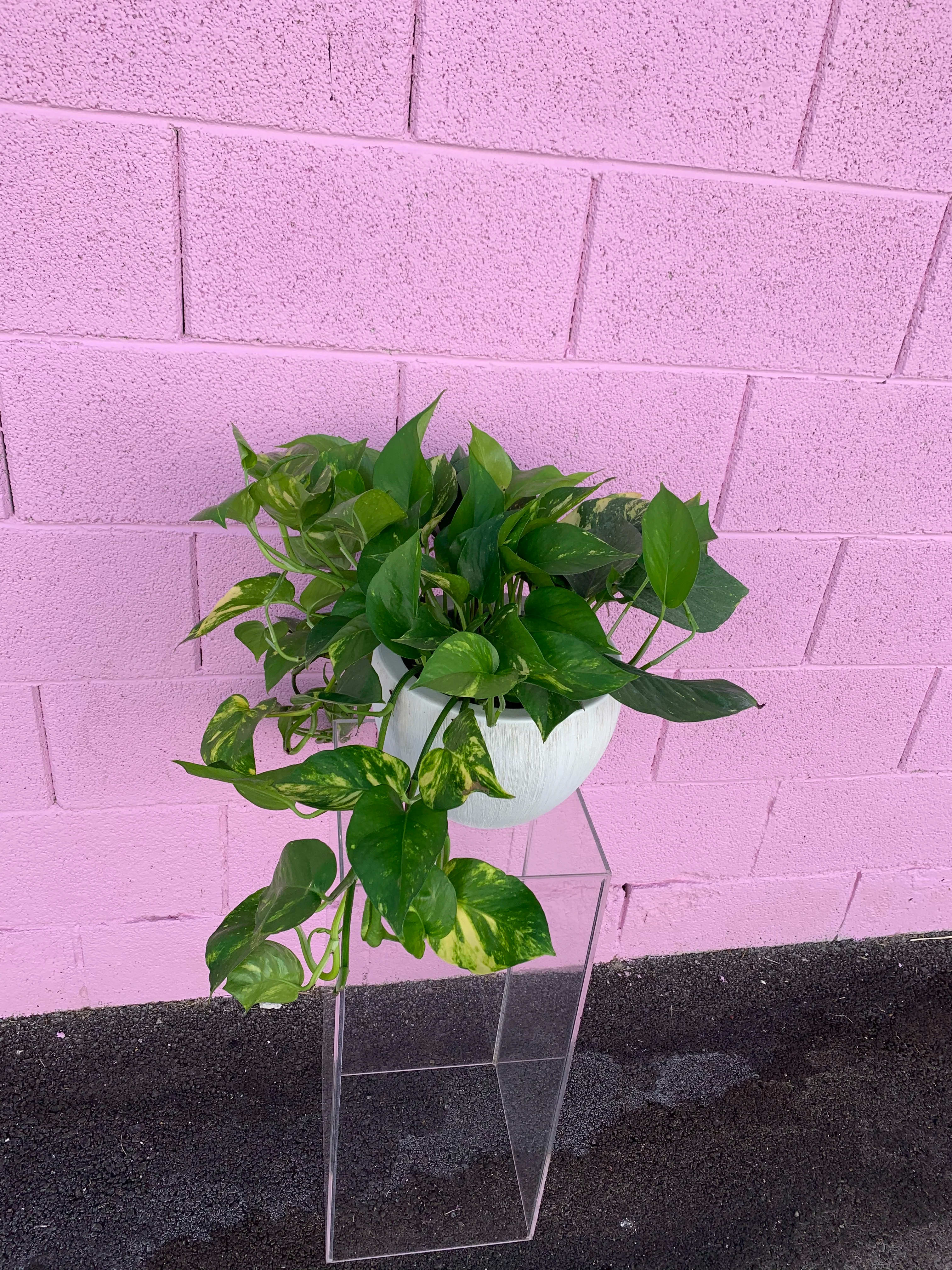 Potted trailing pothos plant in a white container on a clear stand