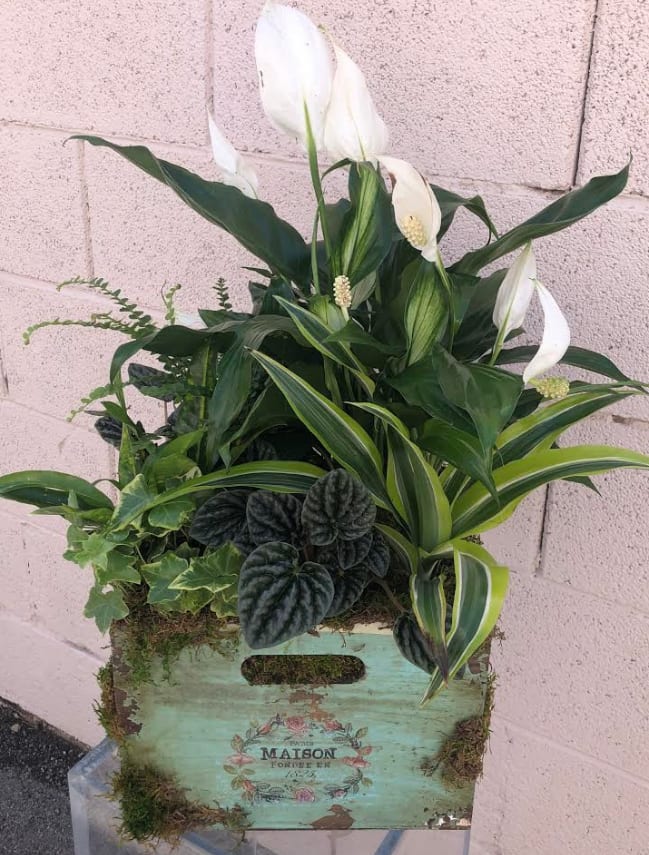 White calla lilies and mixed green plants in a rustic wooden crate
