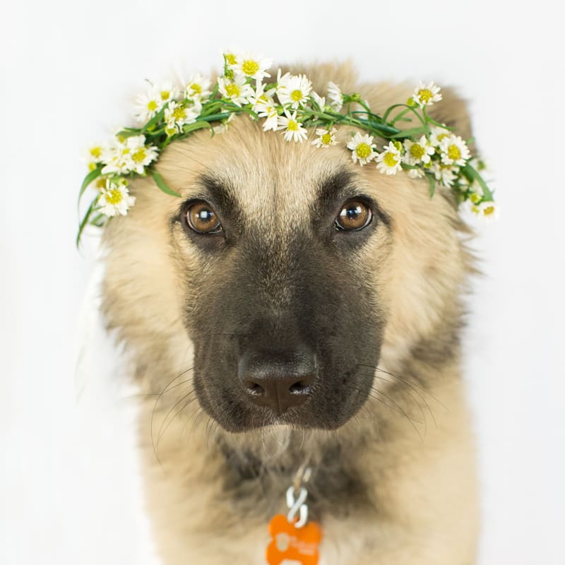 Dog wearing a daisy flower crown