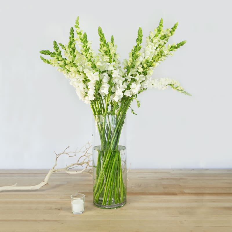 White snapdragon stems in a clear glass vase