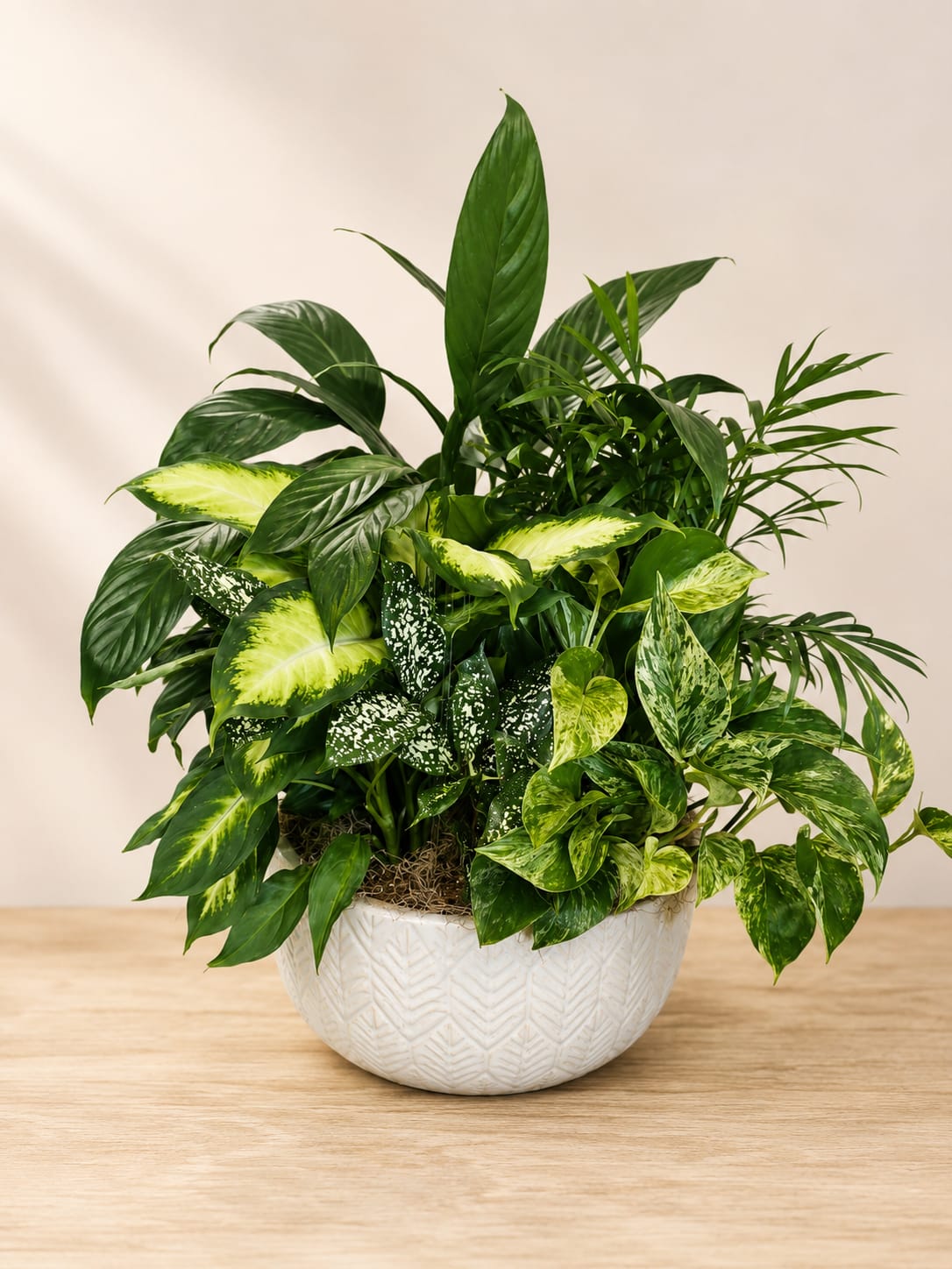 Mixed green houseplants in a white textured pot