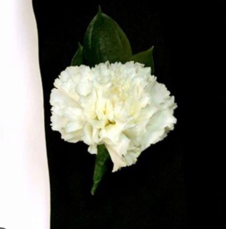 White carnation boutonniere with green leaves on a black background