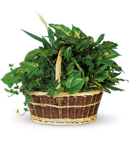 Basket of assorted green houseplants in a woven basket