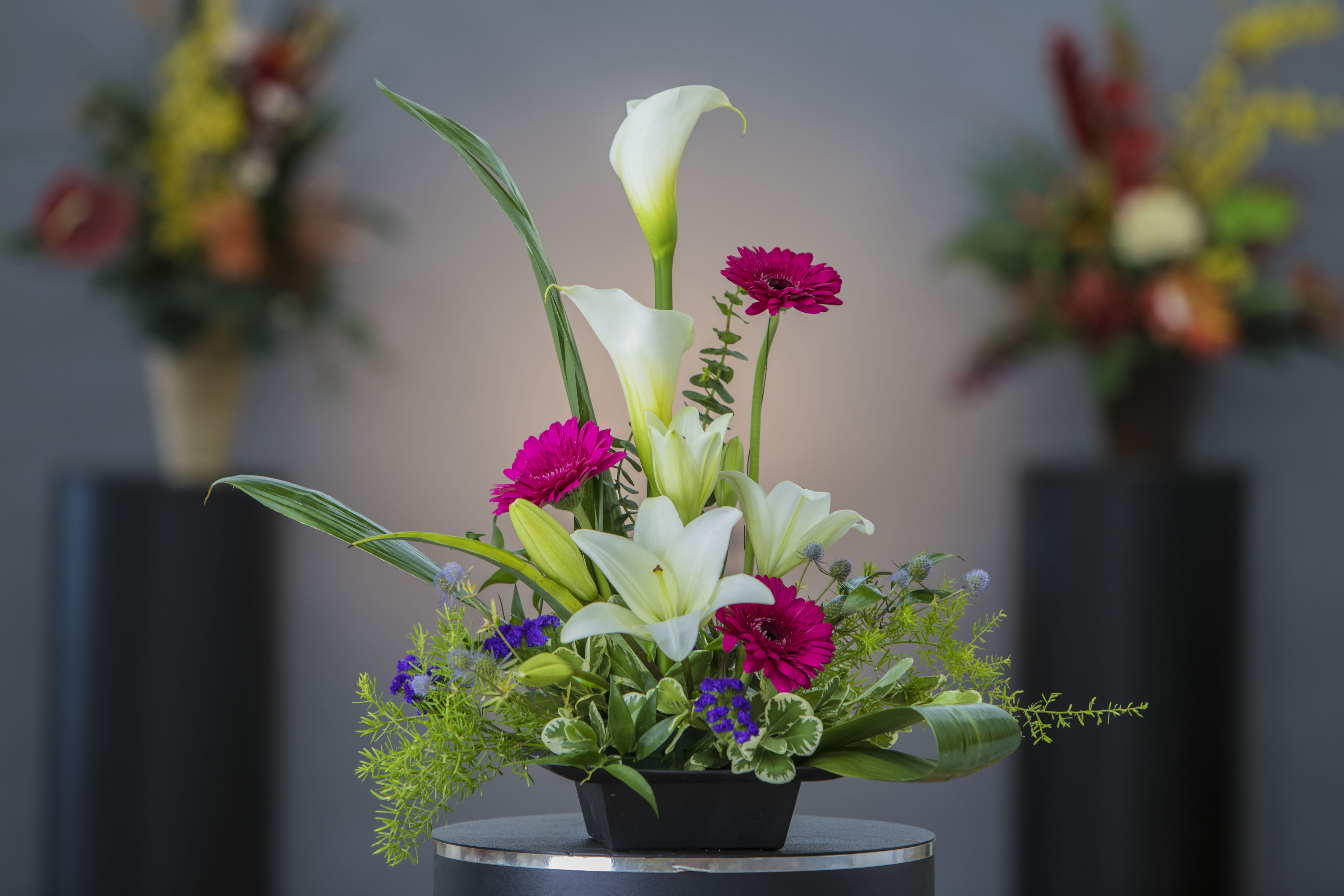 White calla lilies and magenta gerbera daisies in a low black container