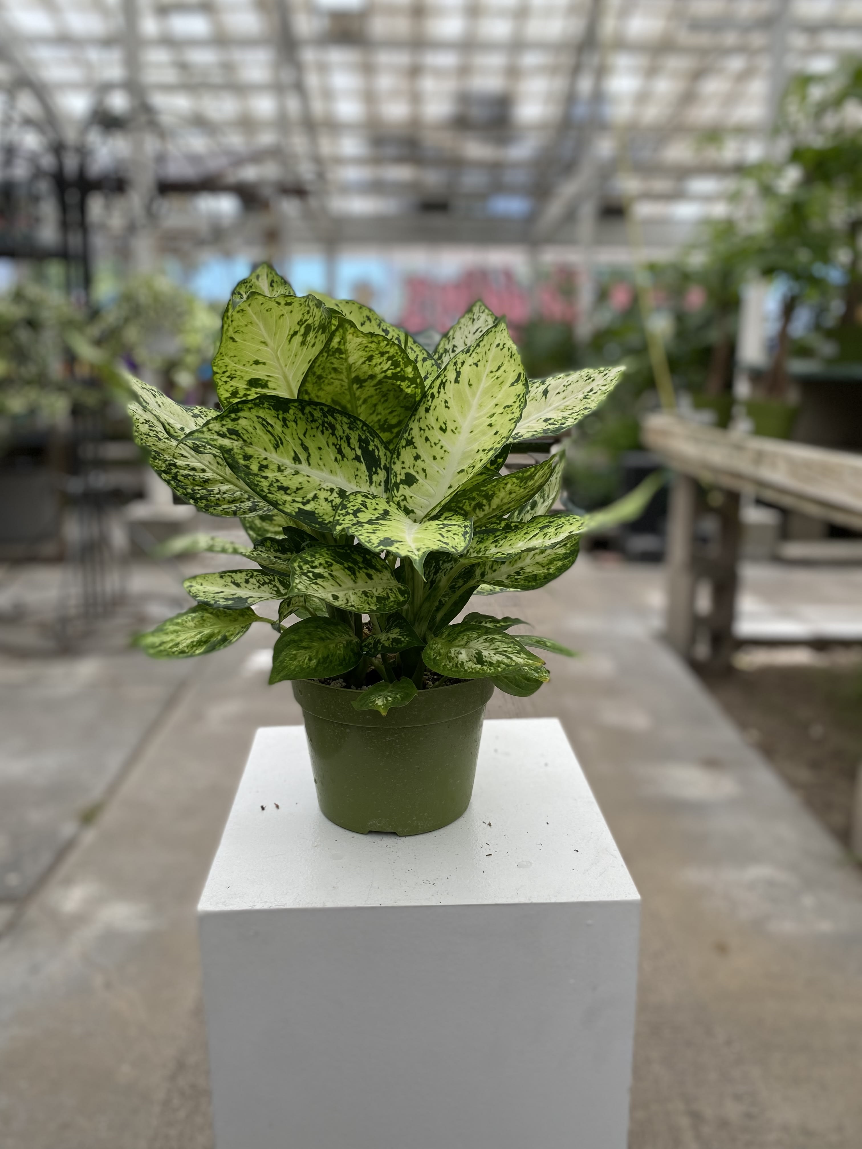 Potted variegated green houseplant in a plastic nursery pot