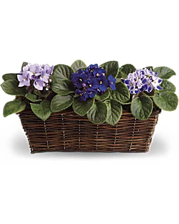 Three African violet plants in a wicker basket