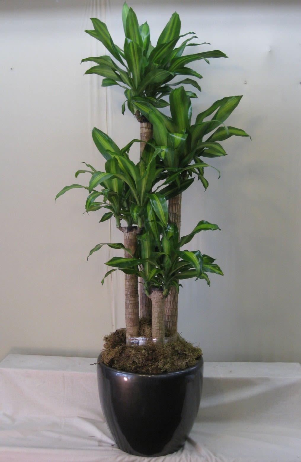 Tall potted dracaena plant with glossy green leaves in a black container