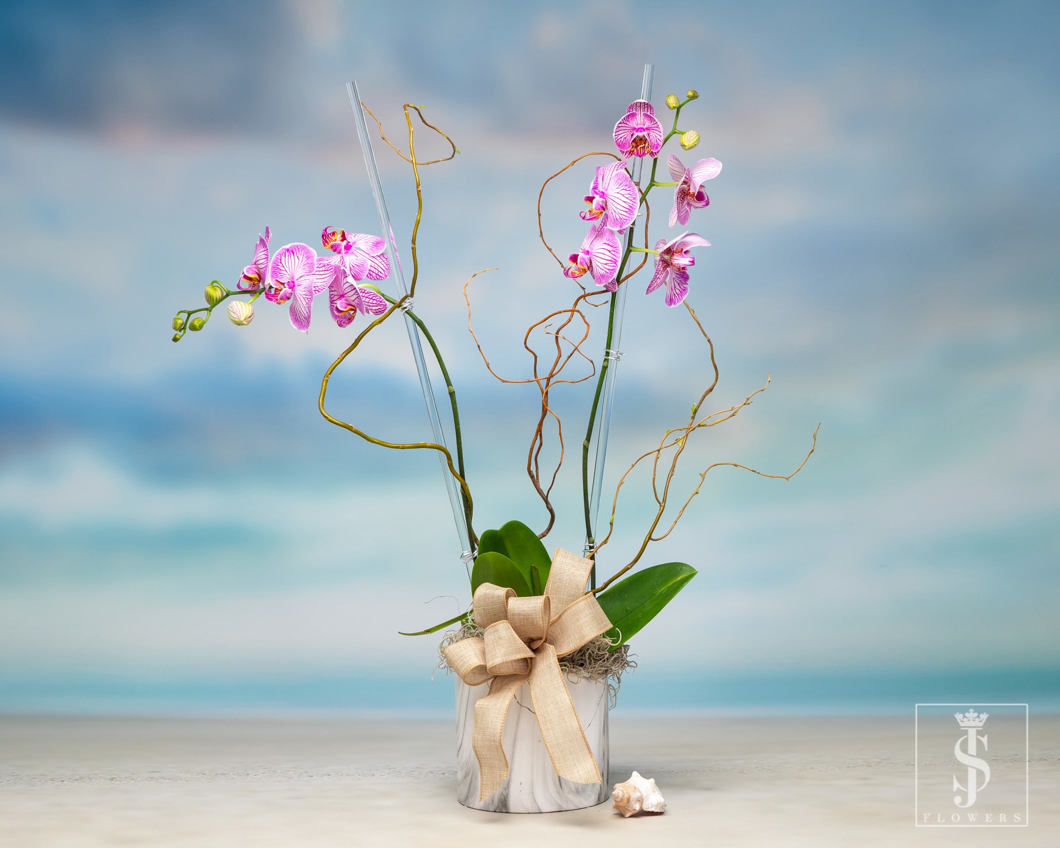 Upscale Orchid Plant - Purple Orchid Plant great for the kitchen, bathroom, or your greenhouse. Pricing based on single or double stem. 