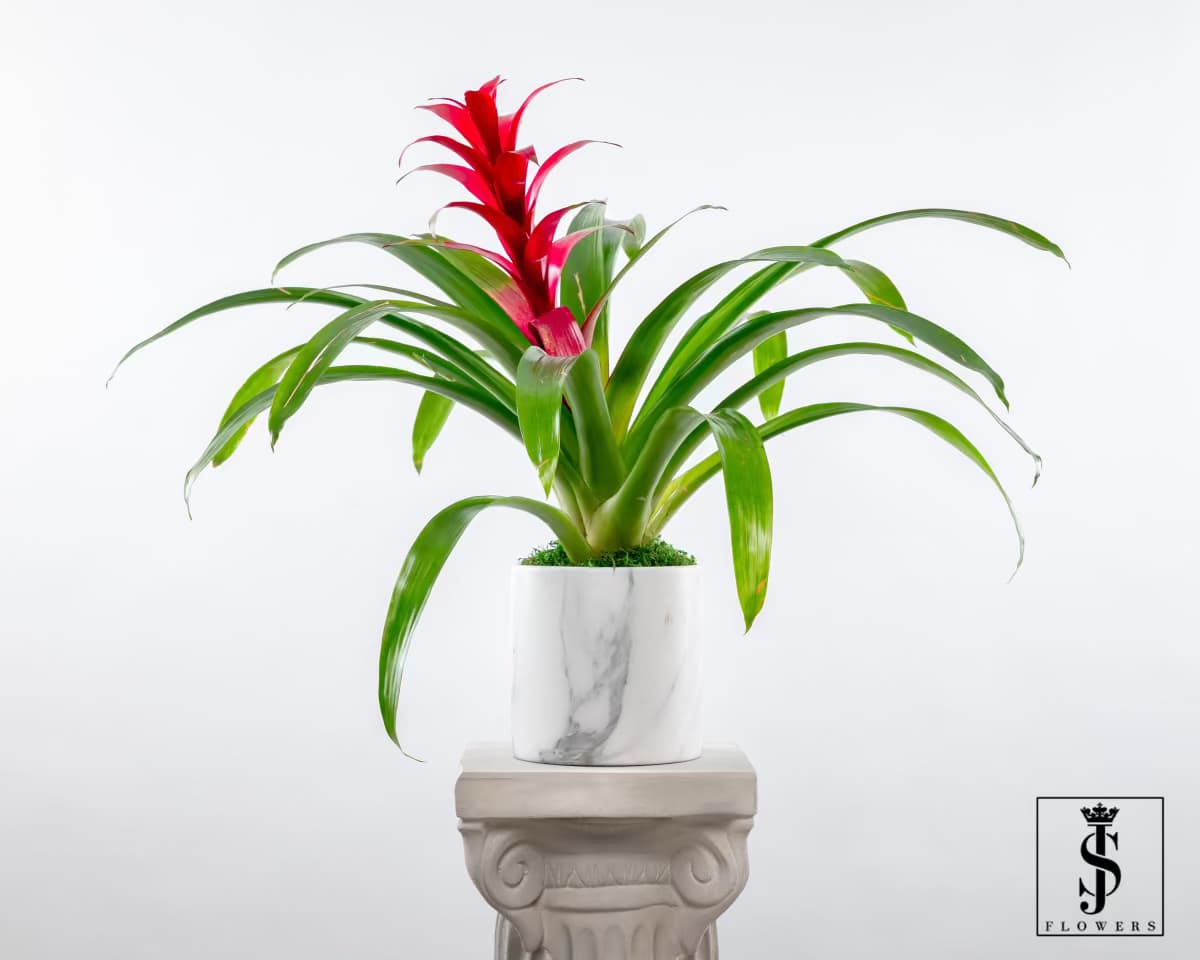 Potted bromeliad with red bloom in a white marble-look planter