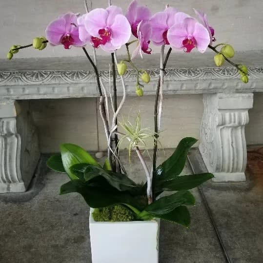 Pink orchid arrangement in a white square planter