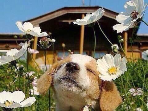 Puppy sitting among white daisies outdoors