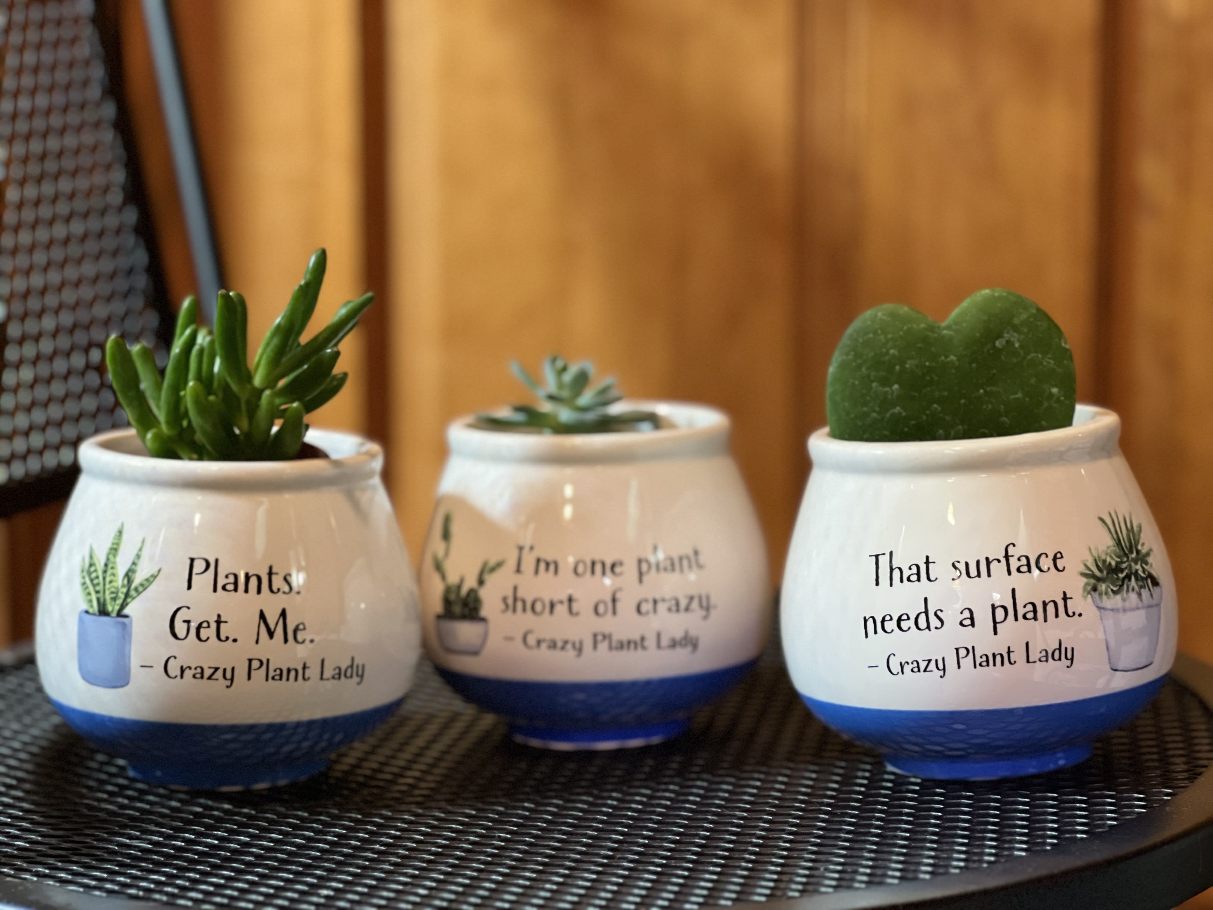 Three small potted succulents in white ceramic planters with blue bases