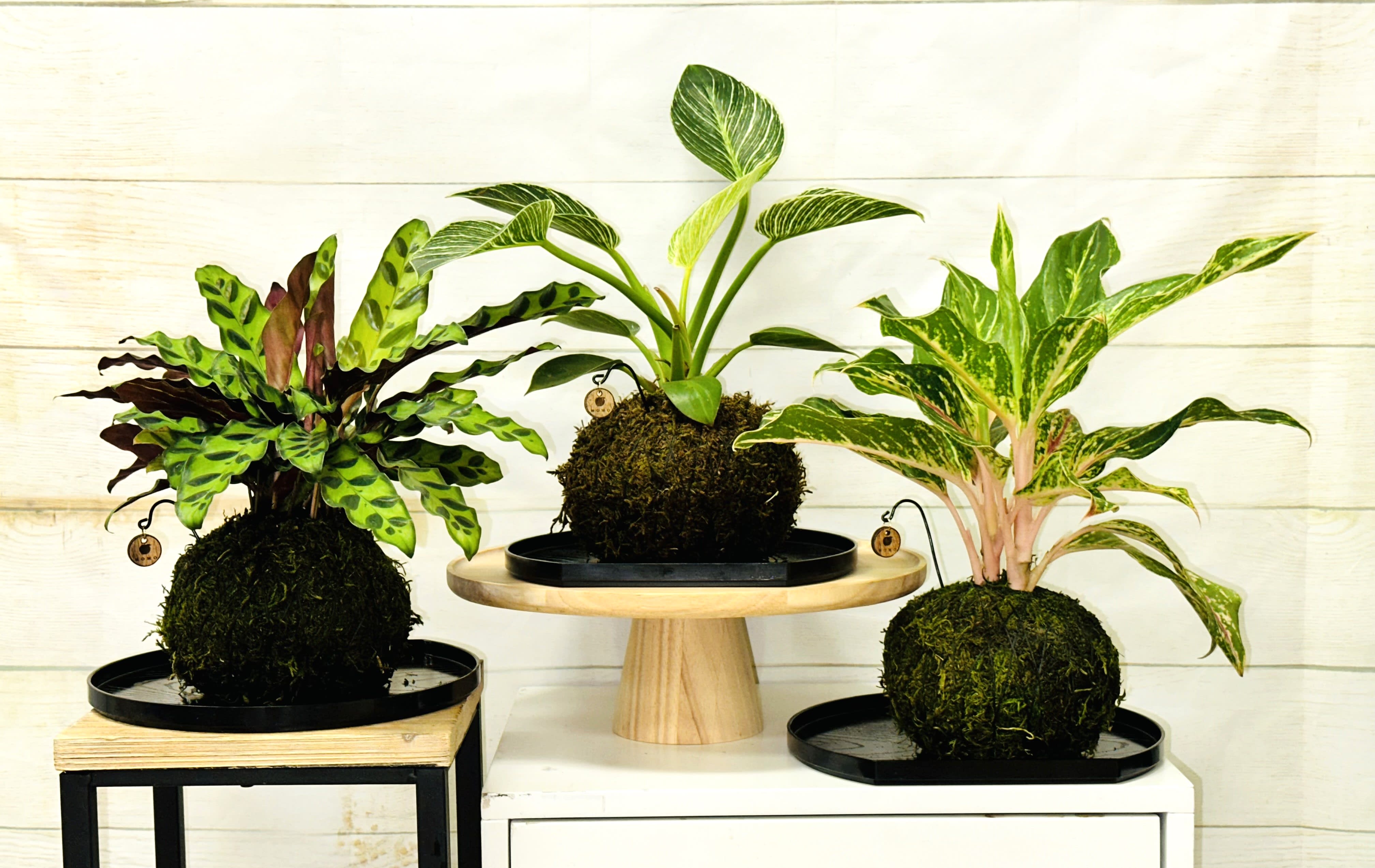 Three small houseplants in moss ball planters on black trays and stands