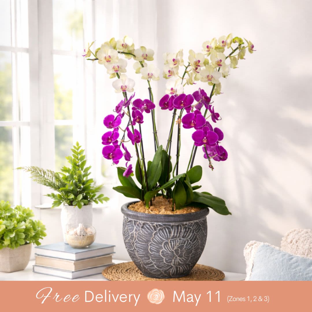Premium Local  Phalaenopsis Plant (6 Stems)  - From the Waianae Coast of Oahu, this stunning 6-stem pot will light up any house or office! Standing over 3 feet tall and set in a decorative and beautiful vase, this arrangement is just amazing. Please note that the vase/pot and colors will vary, ensuring each piece is unique and captivating.  Key Features:  Waianae Coast Origin: Sourced from the picturesque Waianae Coast of Oahu, known for its lush and vibrant plant life.  Impressive Height: Stands over 3 feet tall, making it a striking addition to any space, whether it's a home or office.  Decorative Vase: Set in a beautiful and decorative vase, enhancing the overall aesthetic and adding a touch of elegance.  Unique and Varied: Vase/pot and colors will vary, ensuring each arrangement is unique and tailored to delight with its individuality.  Versatile Placement: Perfect for brightening up any house, office, or large indoor space with its stunning presence.  Illuminate your space with the beauty of our 6-Stem Pot from Waianae Coast, and enjoy the unique charm and elegance it brings to any setting.       
