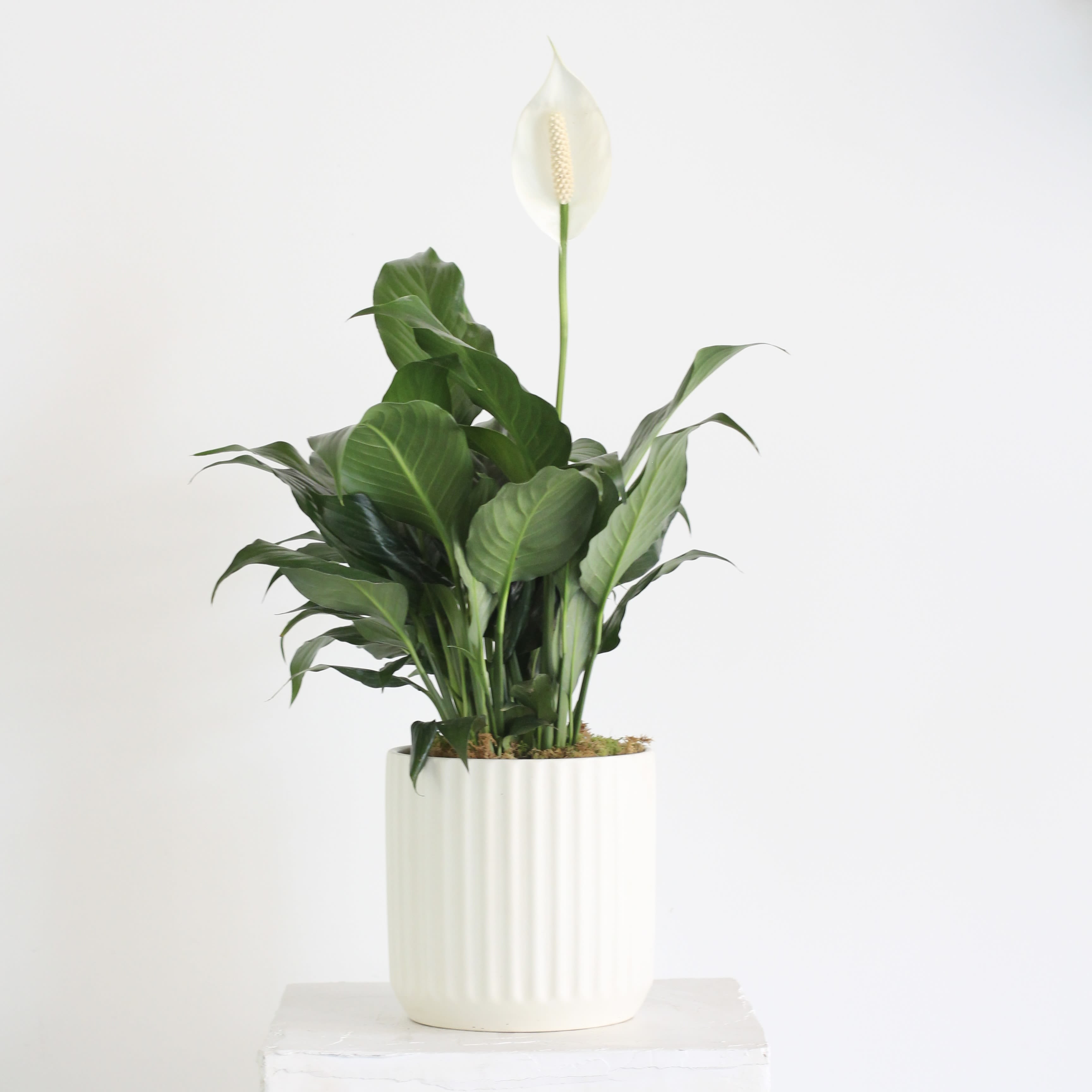White peace lily plant in a ribbed white pot