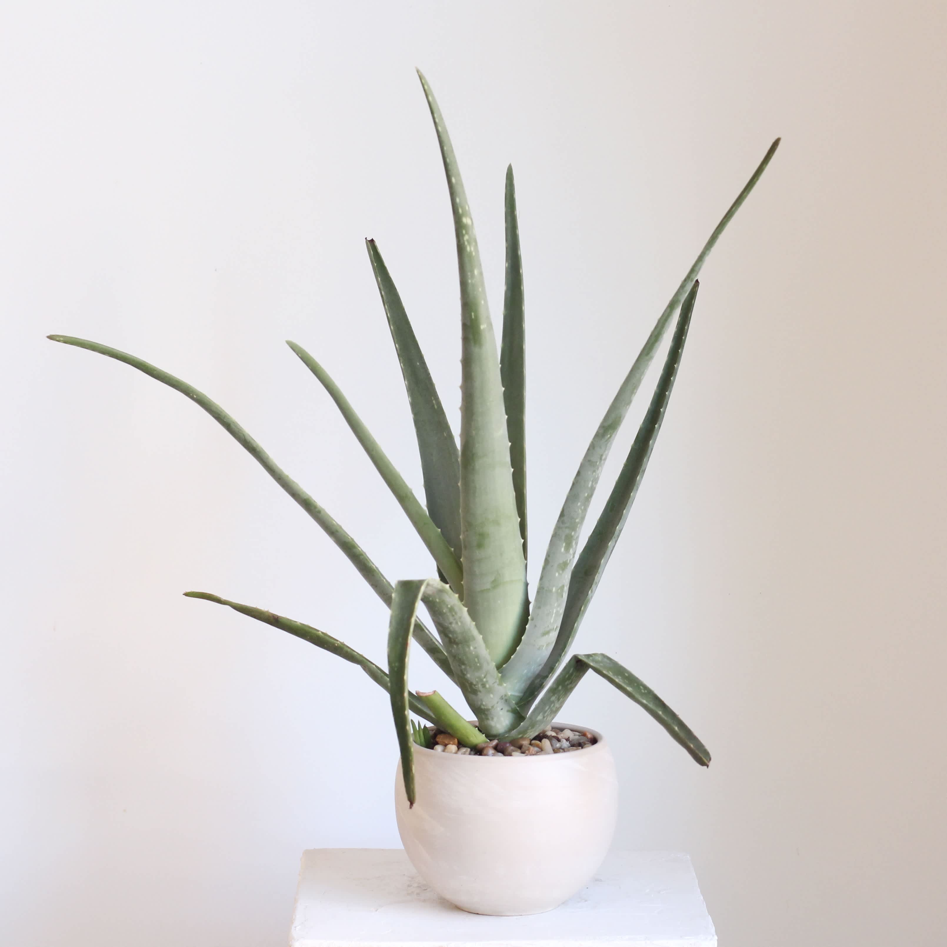 Potted aloe plant with long pointed leaves in a white ceramic pot