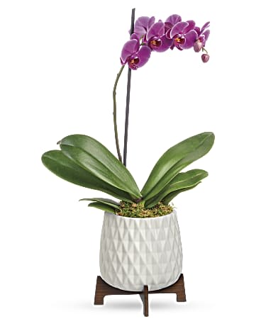 Purple orchid plant in a white textured pot on a wooden stand
