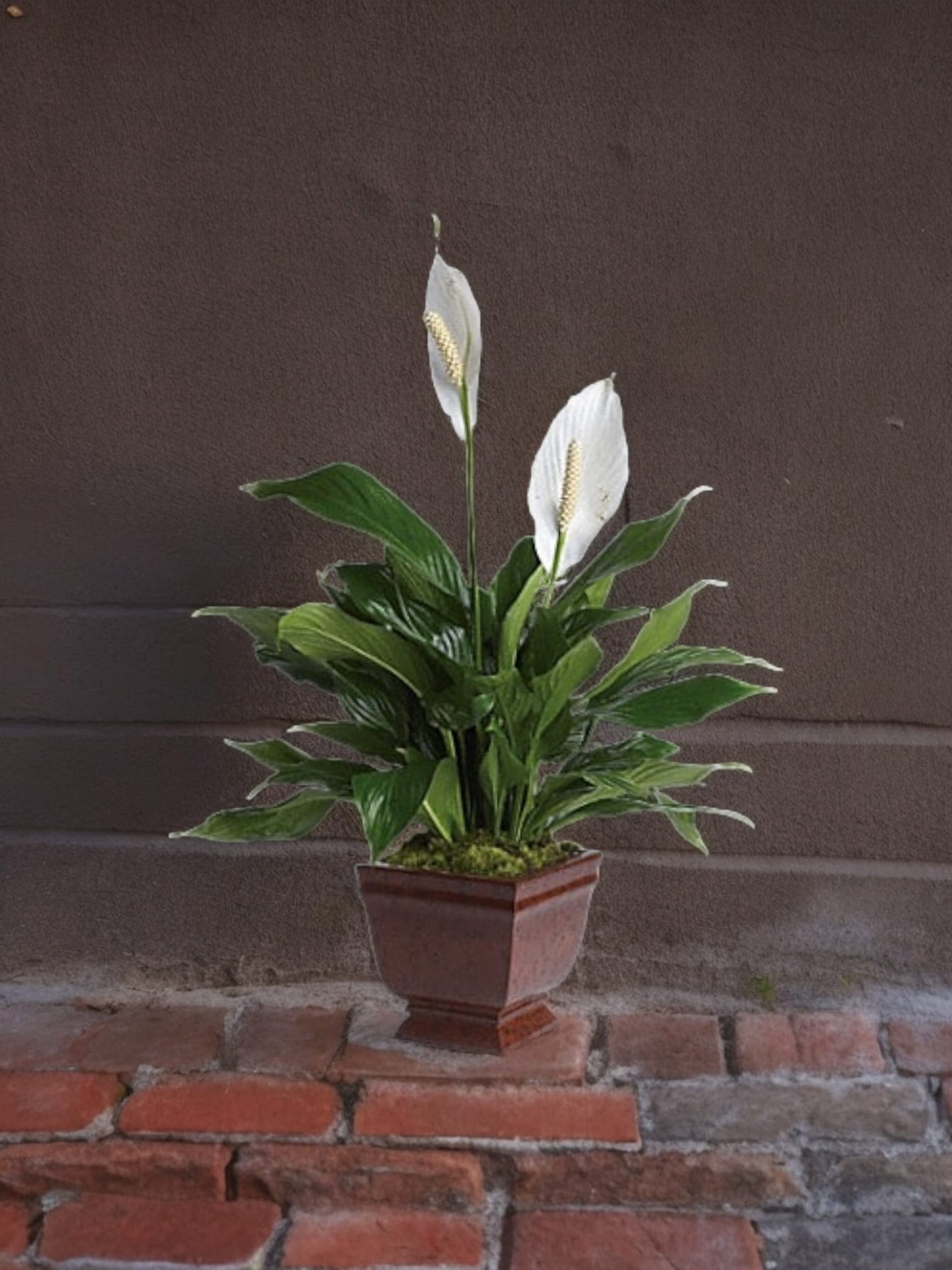 Potted peace lily with white blooms in a brown planter