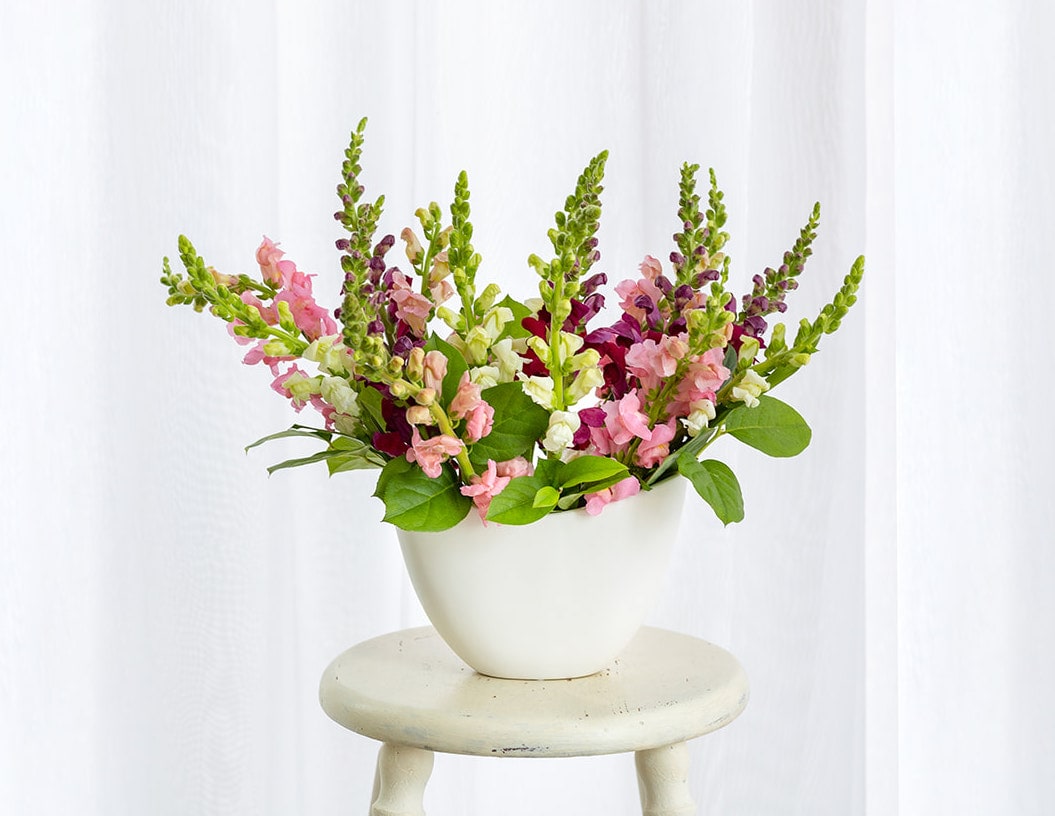 Pink and white snapdragons in a white vase