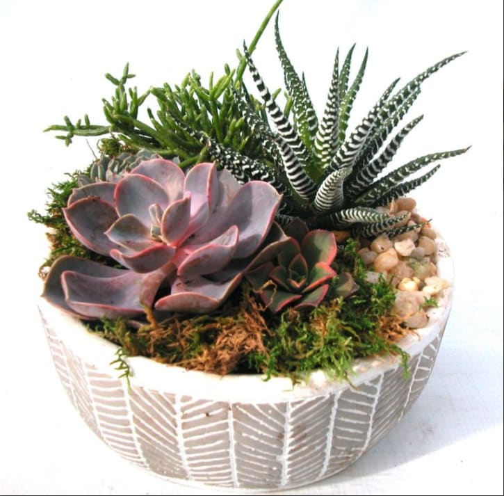Succulent arrangement in a patterned ceramic bowl with pebbles and moss