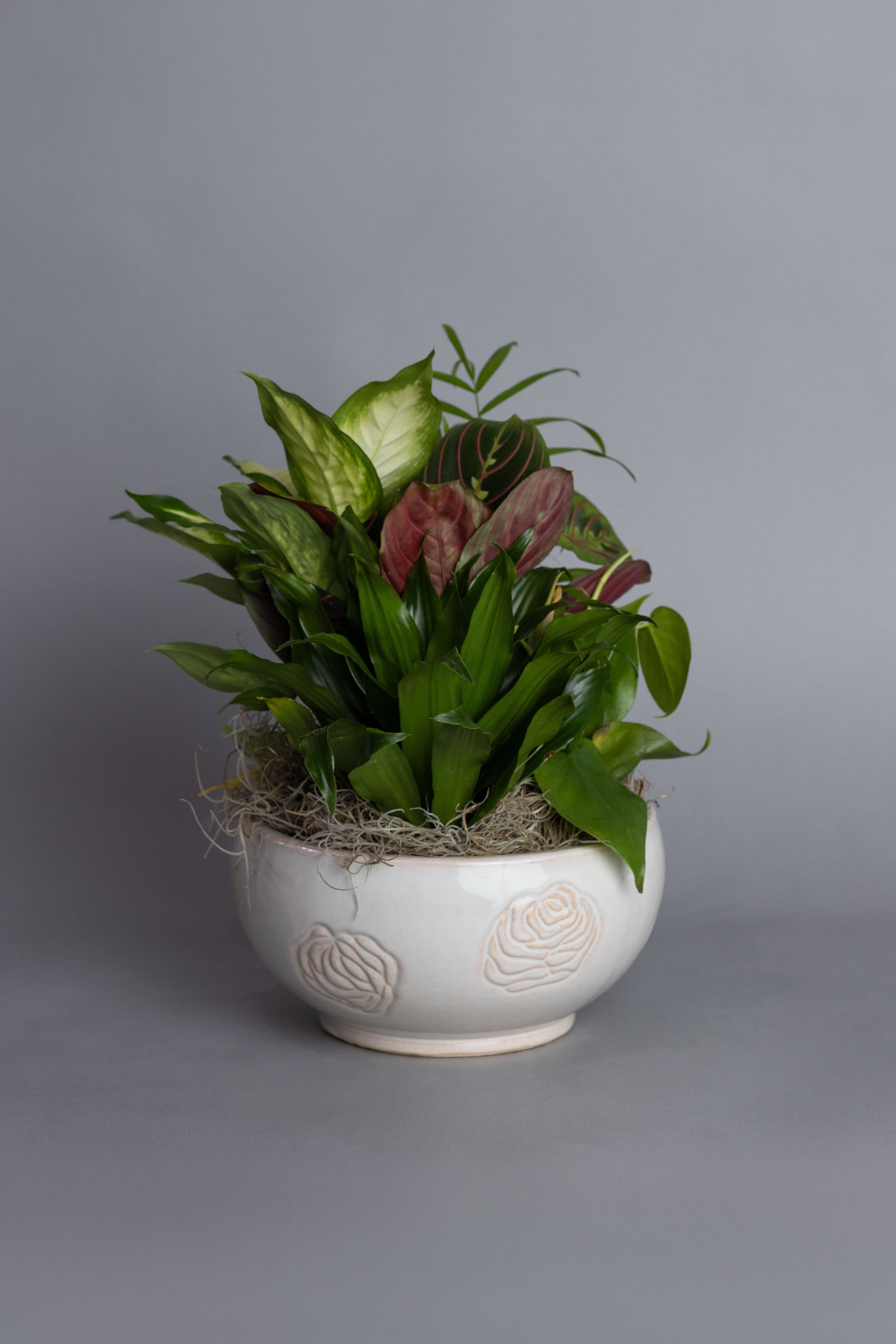 Mixed green and burgundy houseplants in a white ceramic bowl planter with moss.