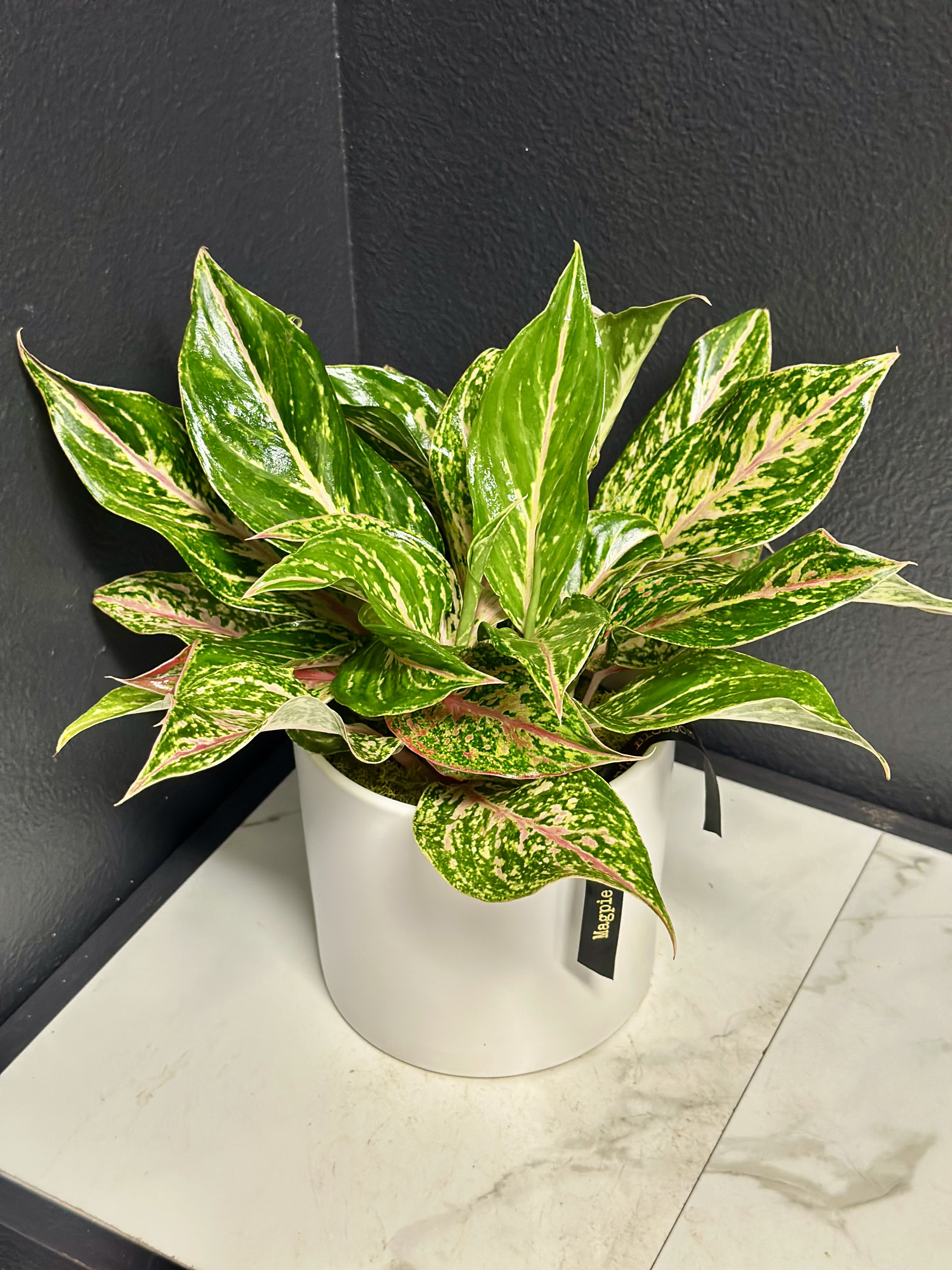 Sparkling Sarah Aglaonema  - Bring a splash of tropical color to your home with the eye-catching Sparkling Sarah. This "Chinese Evergreen" variety is a favorite for both beginners and experts, offering designer looks with minimal effort.  Key Features Vibrant Foliage: Features large, lance-shaped emerald leaves splashed with creamy gold and bright pink speckles. Stunning Stems: Unlike traditional green plants, it boasts soft pink or rose-colored midribs and stems. Low Light Champion: Naturally thrives in medium to low indirect light, making it perfect for office desks or shaded corners. Natural Air Purifier: Recognized for its ability to improve indoor air quality by filtering common pollutants. Symbol of Luck: In many cultures and Feng Shui practices, Aglaonemas are believed to bring good fortune and prosperity. Quick Care Guide: Light: Best in medium to bright indirect sunlight; avoid direct rays to prevent leaf burn. Water: Allow the top 1–2 inches of soil to dry out before watering (roughly every 7–14 days). Temperature: Prefers a warm environment between 65°F and 80°F.Pet  Warning: This plant is toxic if ingested; please keep it out of reach of curious pets and children.