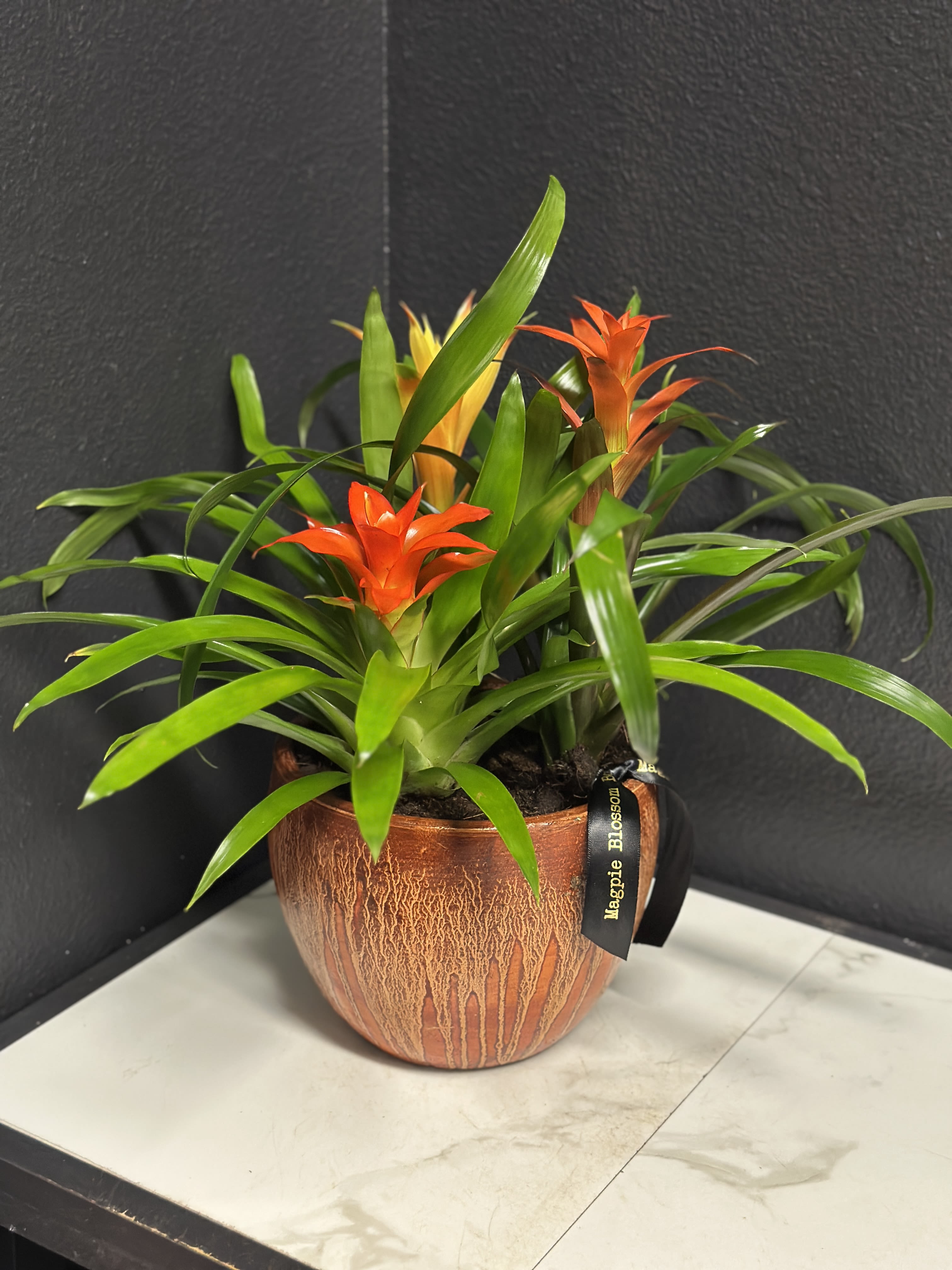 8" Ceramic Bromeliad Garden - A striking pop of tropical color, this 8" ceramic bromeliad garden is a lively potted plant perfect as a housewarming gift or everyday decorative accent. The upright orange-red and yellow flower bracts rise above a dense rosette of long, arching glossy green leaves, making it an excellent choice for brightening a living room, office desk, or sunlit entryway. For occasions like a birthday, thank-you, or just-because surprise, the recipient will feel genuinely seen by this fresh, vibrant statement piece.  Planted in an 8" ceramic pot, this arrangement reads contemporary and tropical. Minimal care-bright, indirect light and moderate watering-keeps the glossy foliage and colorful bracts looking lively, so it continues to delight long after it arrives.