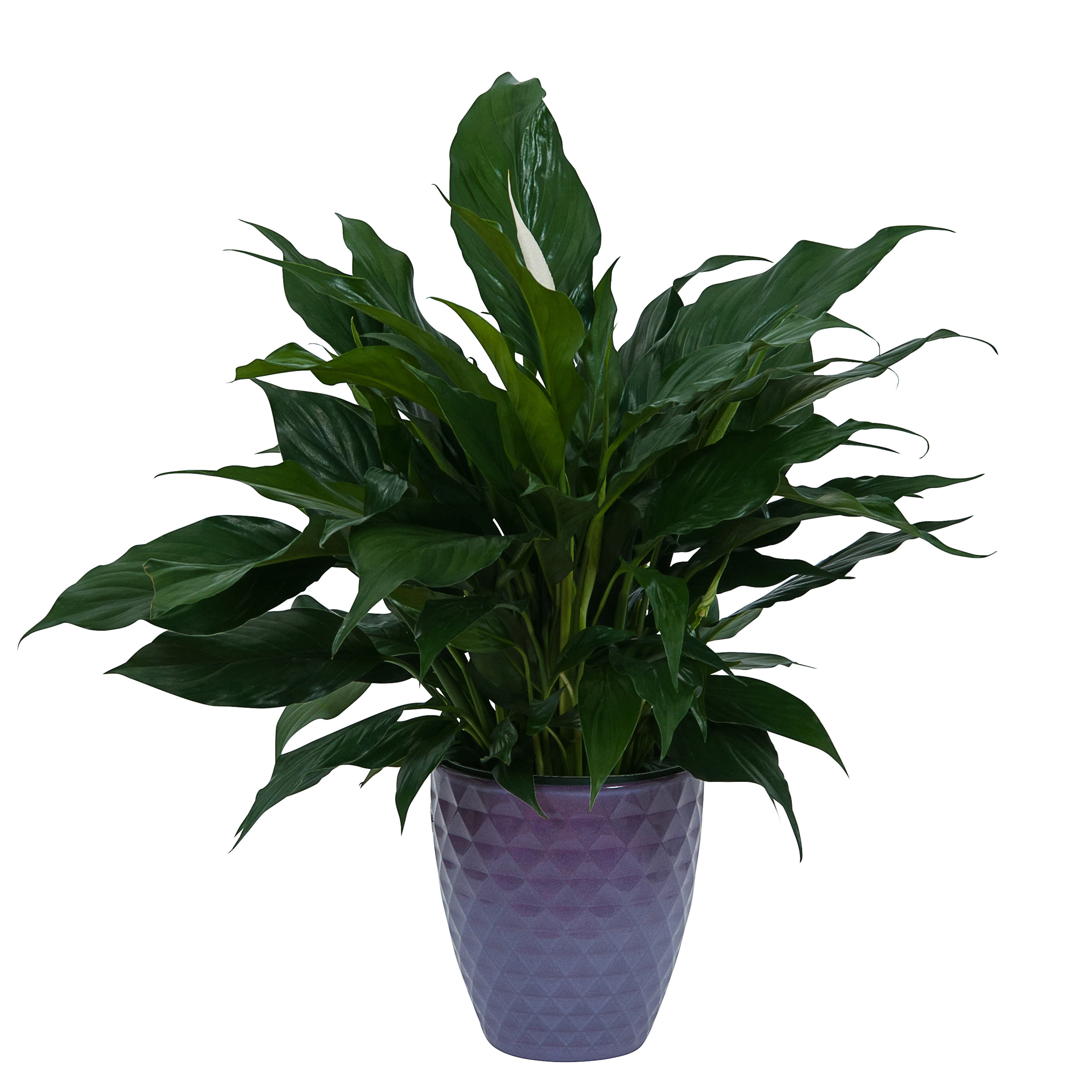 Peace Lily Plant in Ceramic Container - A ceramic container filled with a beautiful peace lily plant.TMF-631
