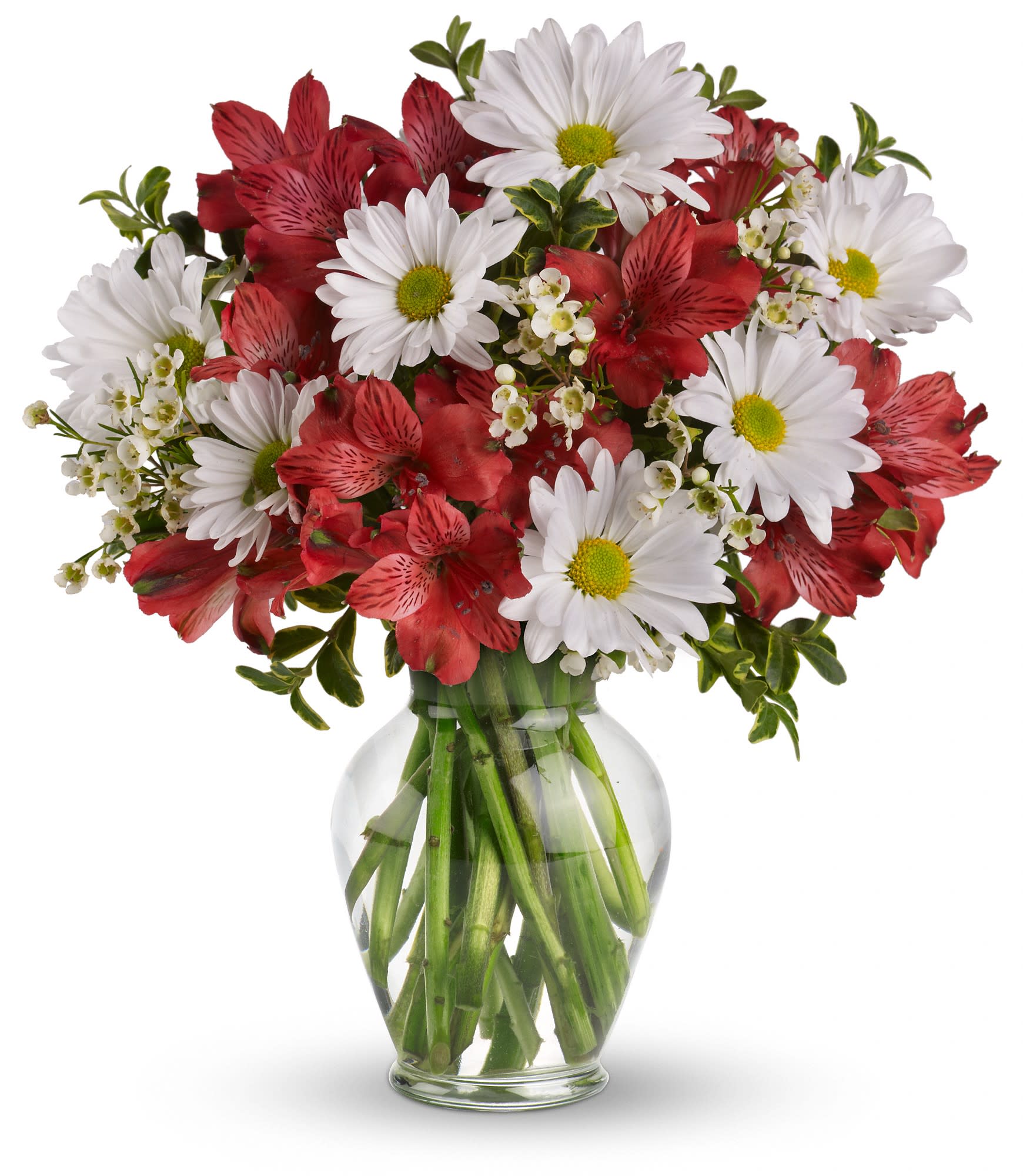Dancing in Daisies - Daisy days are here again! Reconnect with an old friend by sending this enchanting array of white daisies and red alstroemeria in a sparkling clear glass vase. They'll love it - and you! Expect a phone call.
