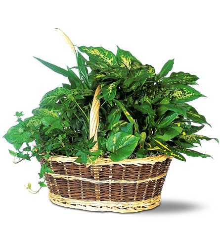 Basket of assorted green houseplants