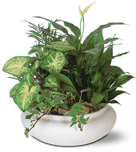 Mixed green houseplants in a white ceramic planter